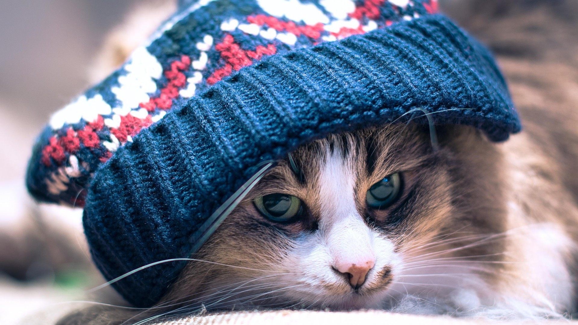 Cats Animals Woolly Hat Macro Depth Of Field Whiskers 1920x1080