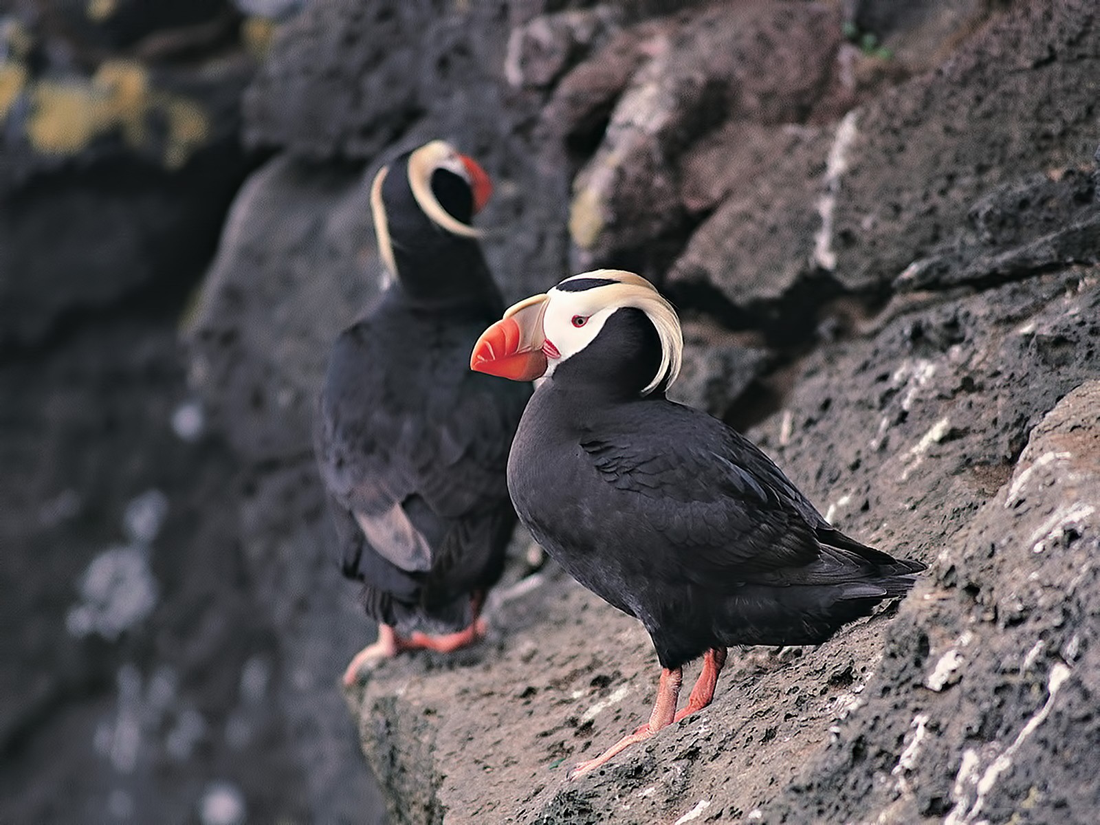 Animals Birds Rock Puffins 1600x1200