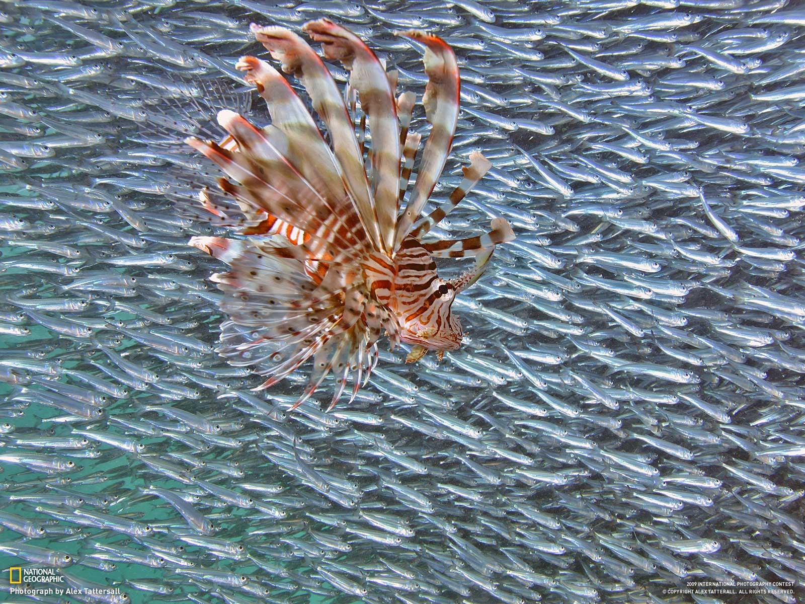 Lionfish Fish National Geographic Animals 1600x1200