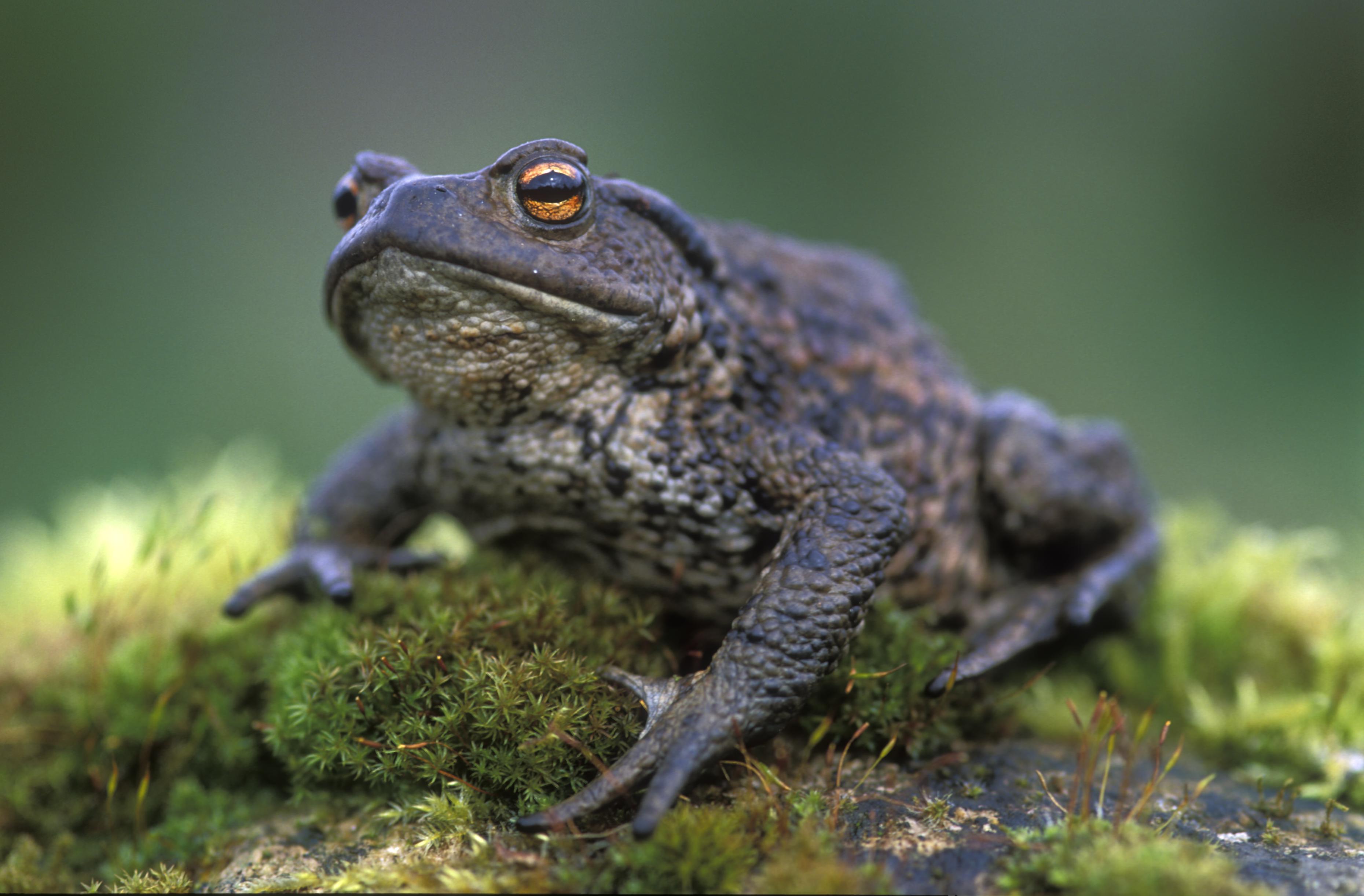 Animal Toad 3720x2444