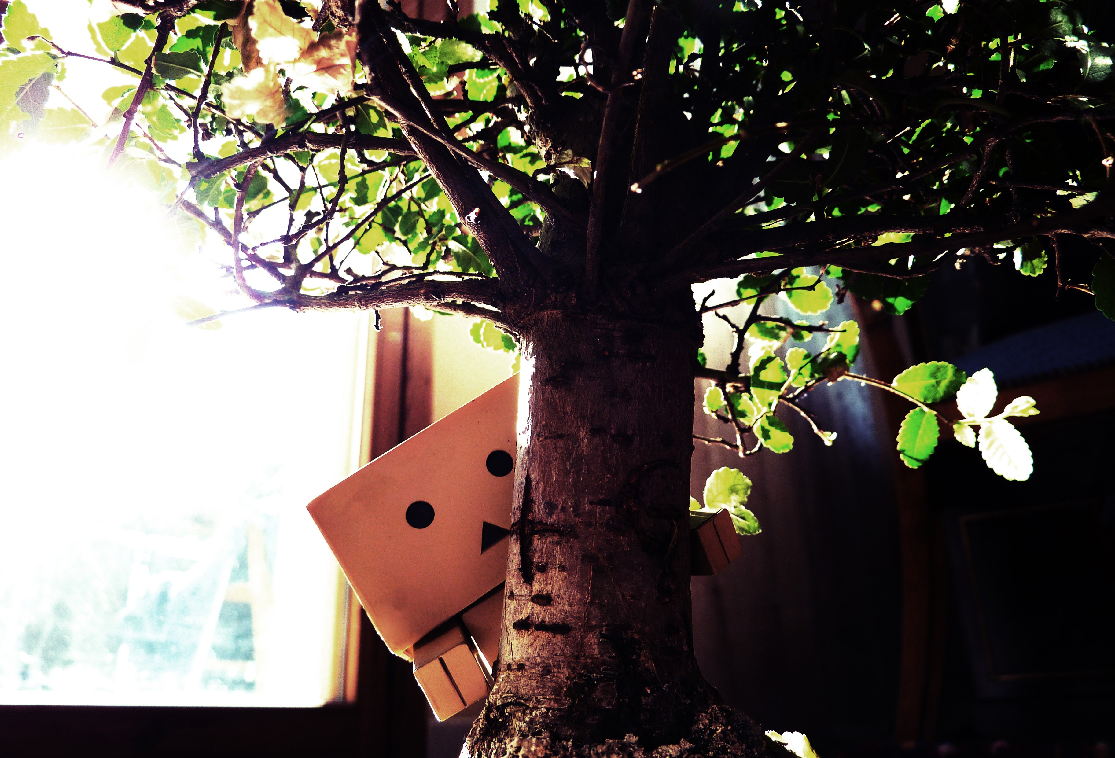 Danbo Amazon Plants Indoors 3648x2480