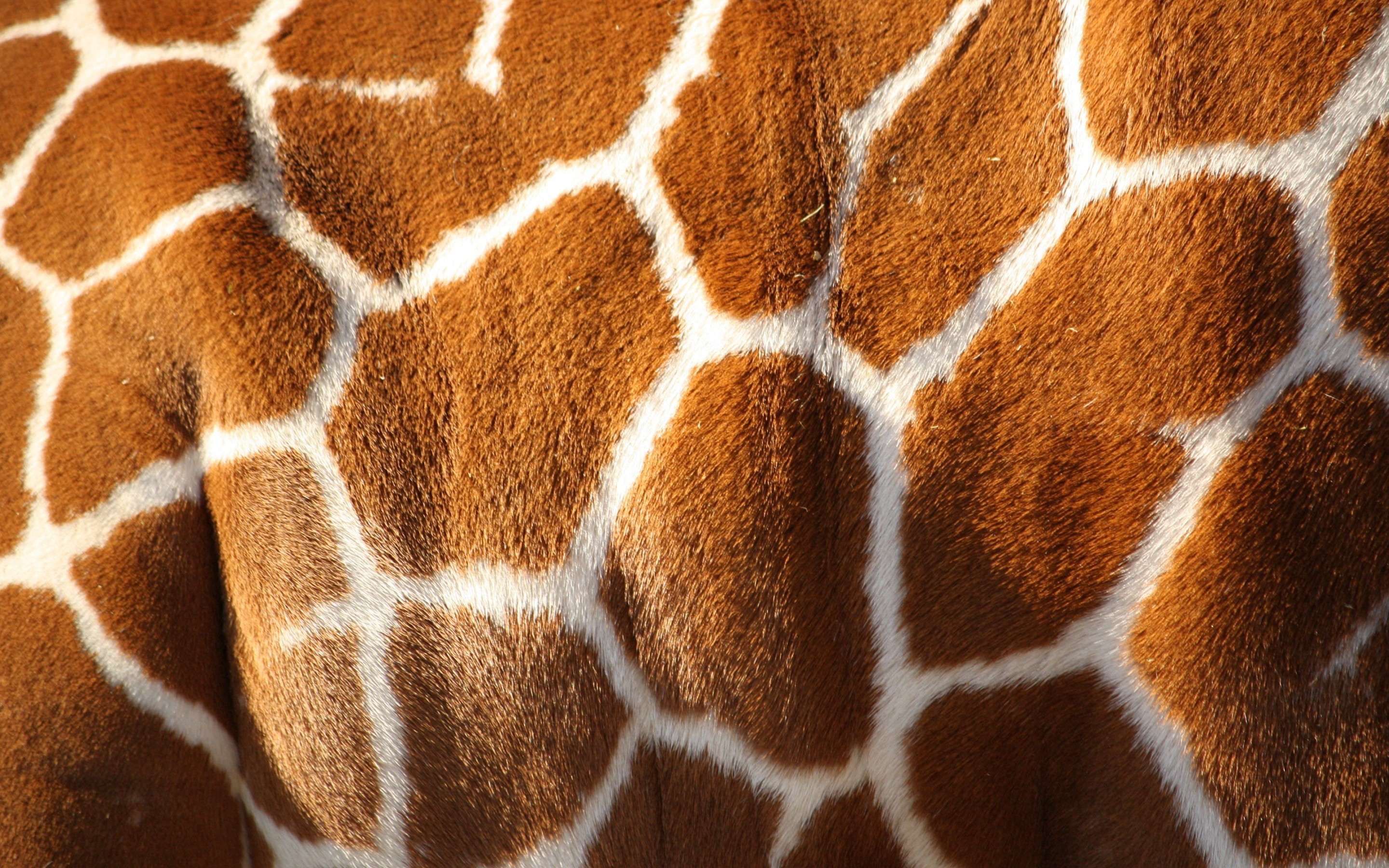 Giraffes Animals Texture Mammals 2880x1800