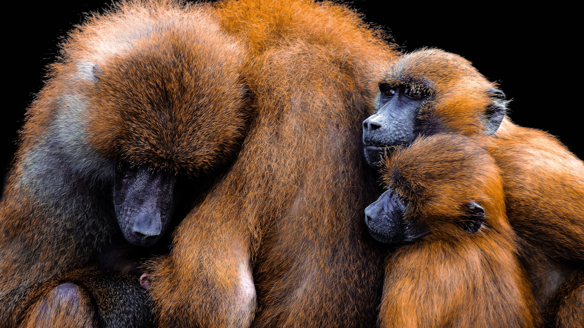 Animal Baboon Love Monkey Primate Baby Animal 1920x1080