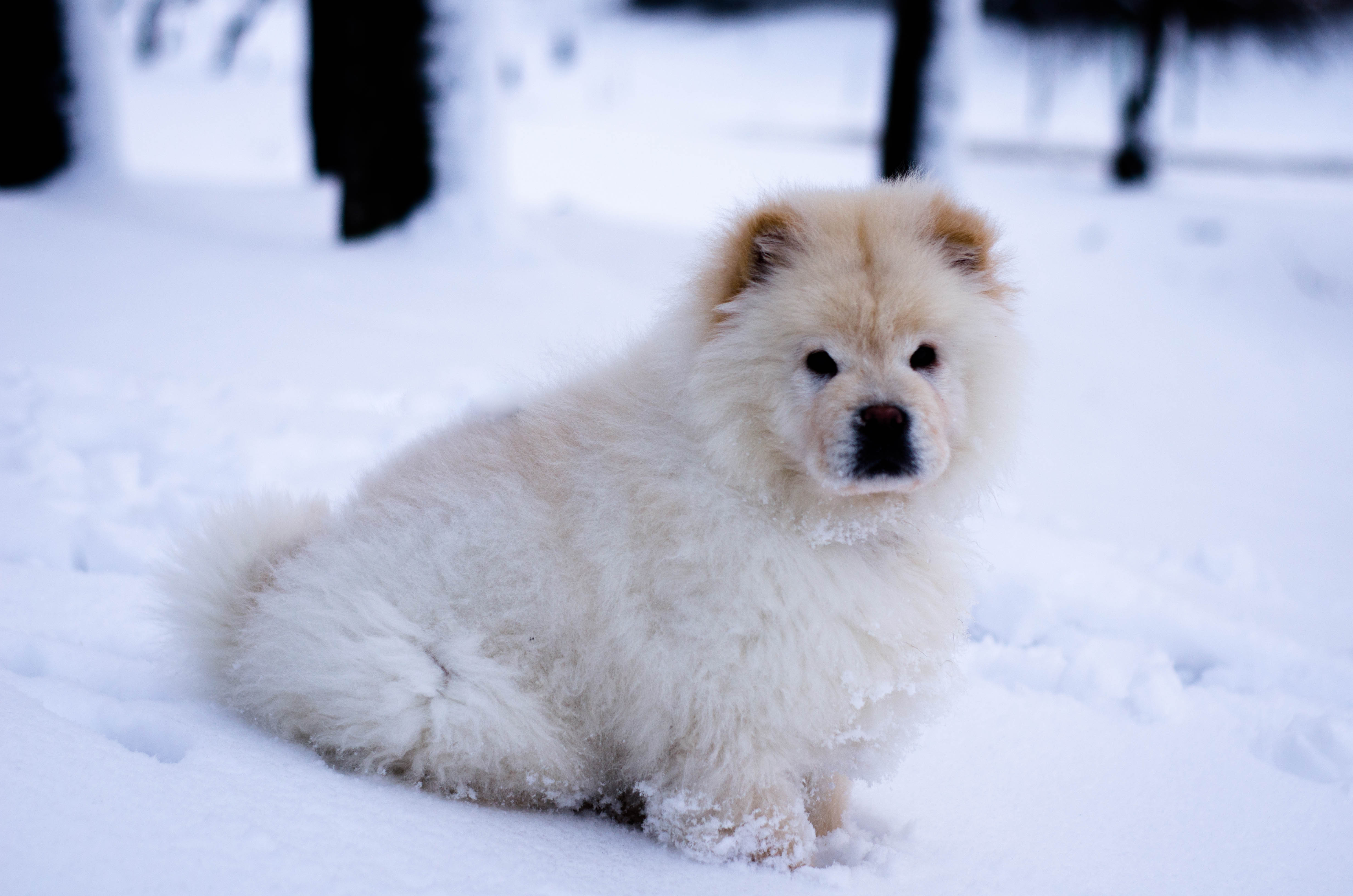 Dog Snow White Good Boy 4928x3264