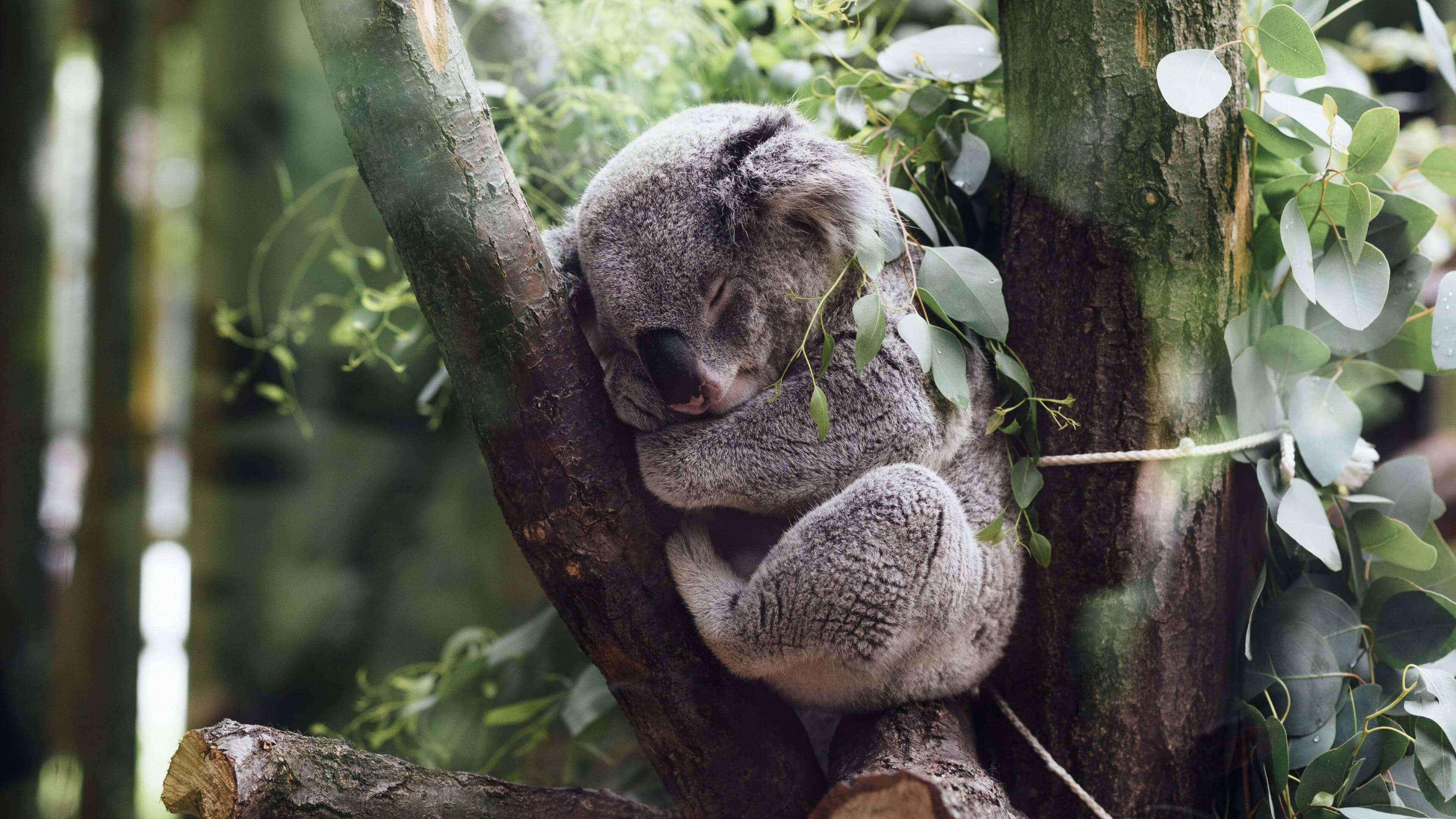 Nature Animals Koalas Sleeping Trees Leaves Branch Baby Animals Plants 3840x2160