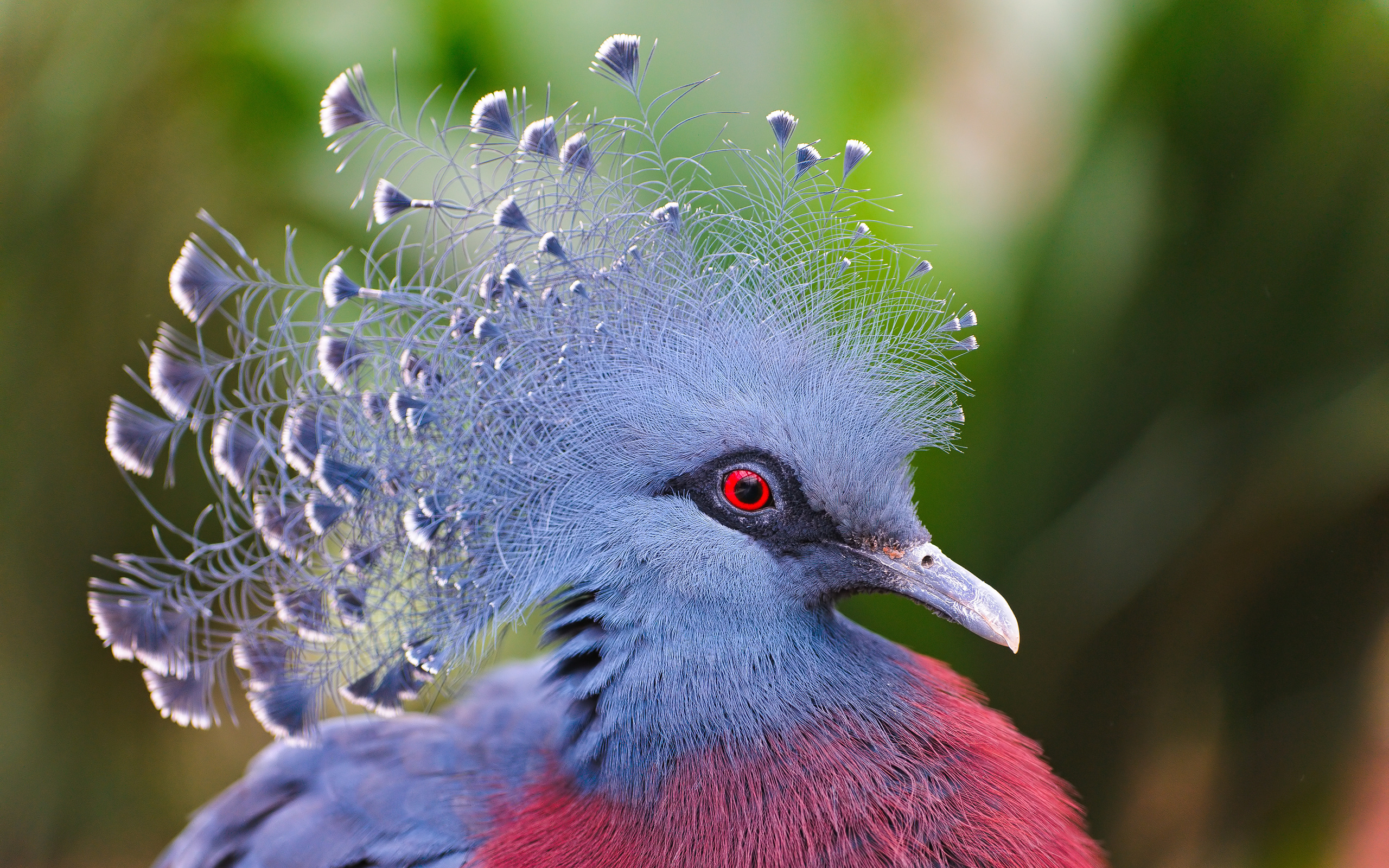 Victoria Crowned Pigeon 2560x1600