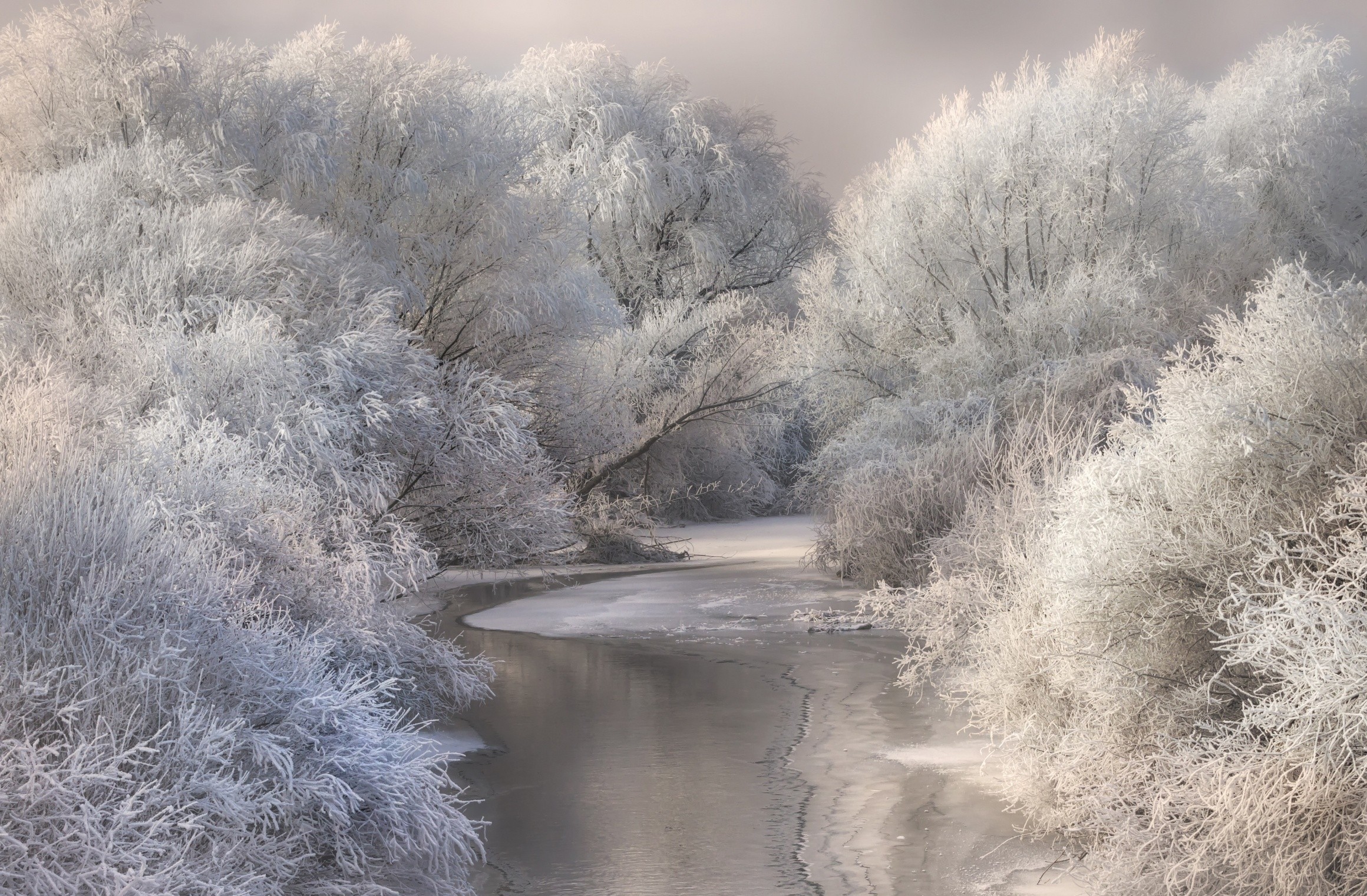 Landscape Photography Nature River Forest Winter Frost Snow Trees Cold White Transylvania Romania Sk 2320x1521
