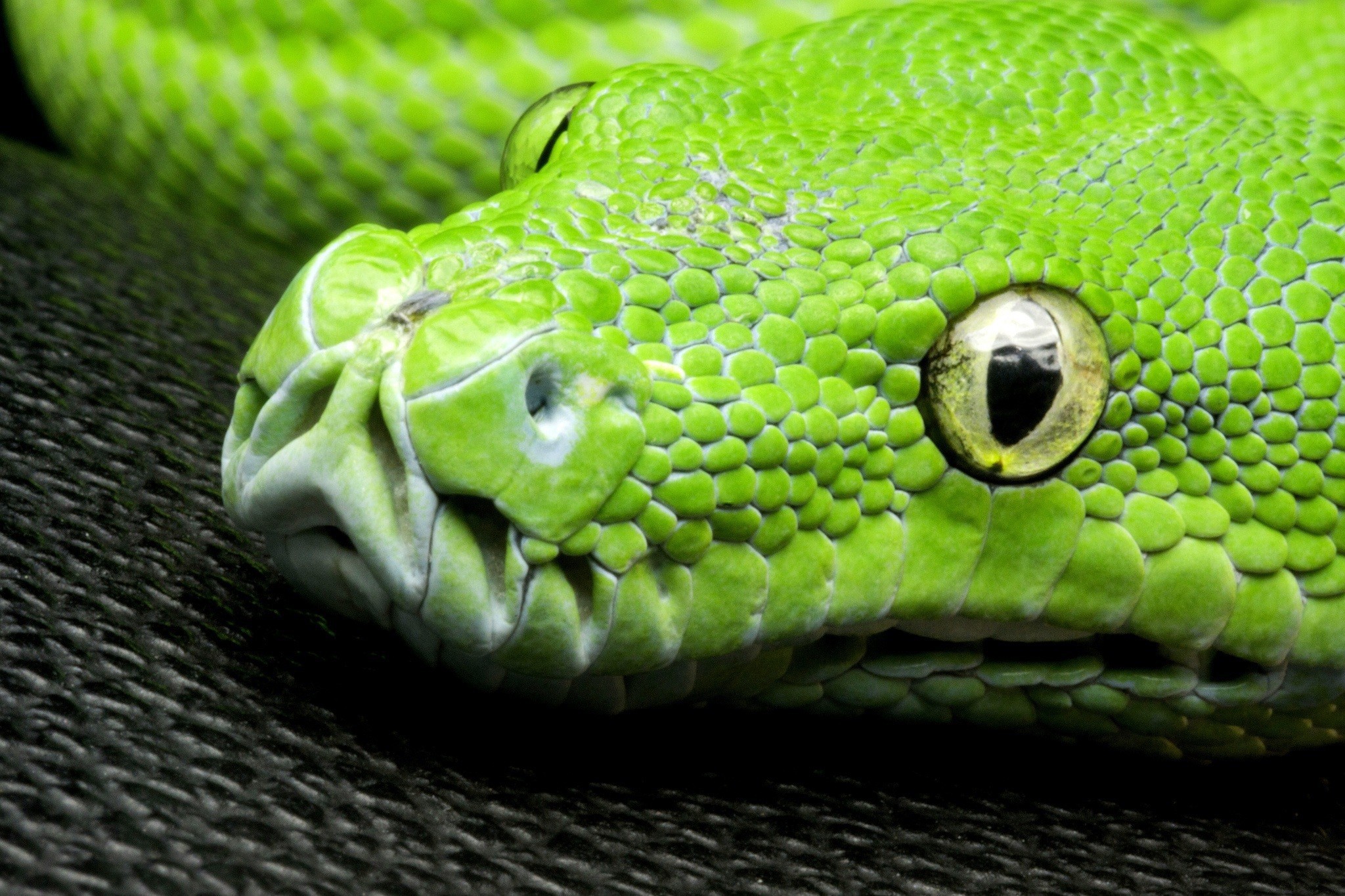 Nature Animals Yellow Eyes Snake Closeup Green Skin Pattern Reptiles Wildlife 2048x1365