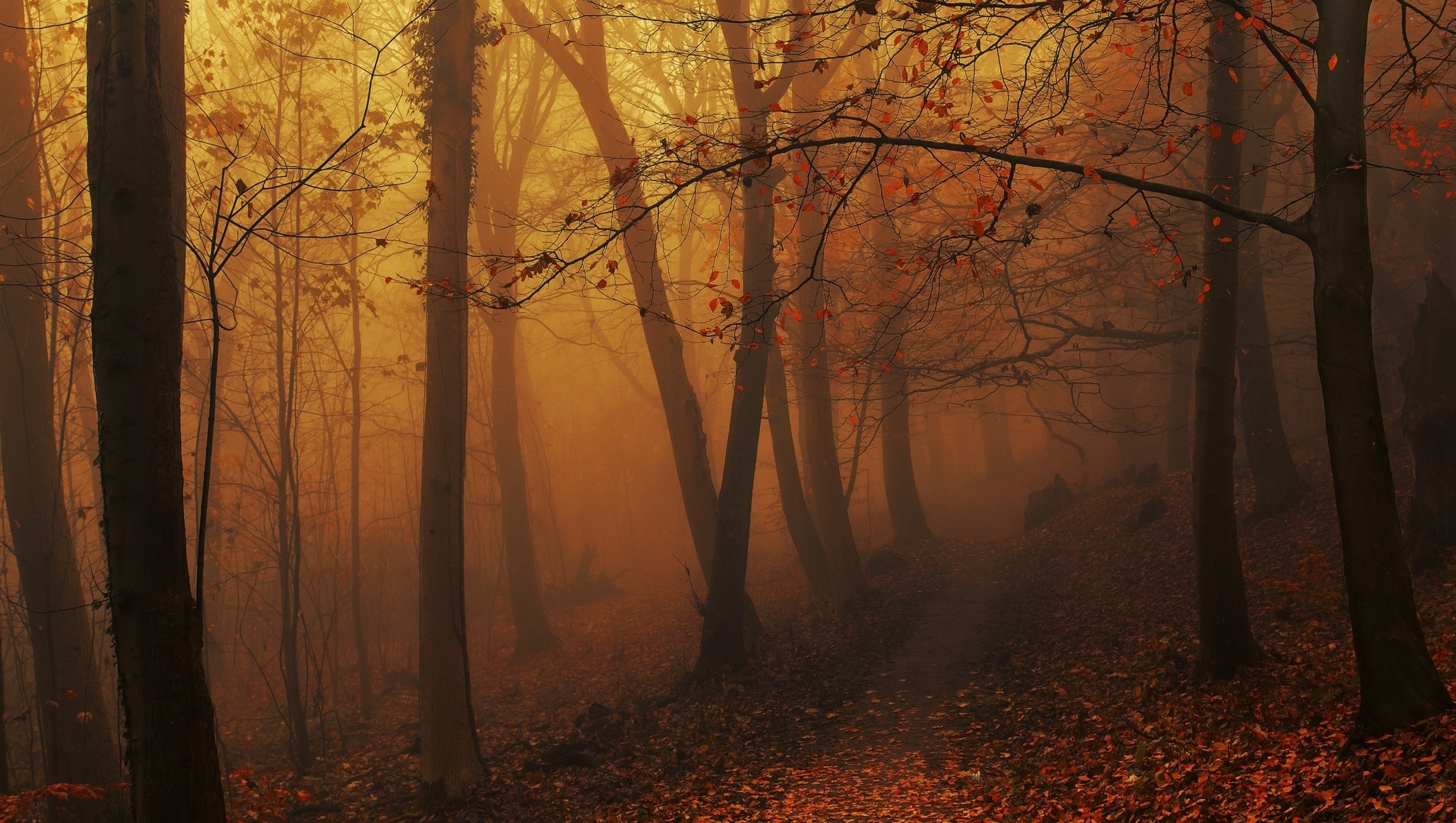 Landscape Nature Forest Mist Fall Leaves Path Trees Atmosphere Morning Sunlight Hills Amber 2300x1300