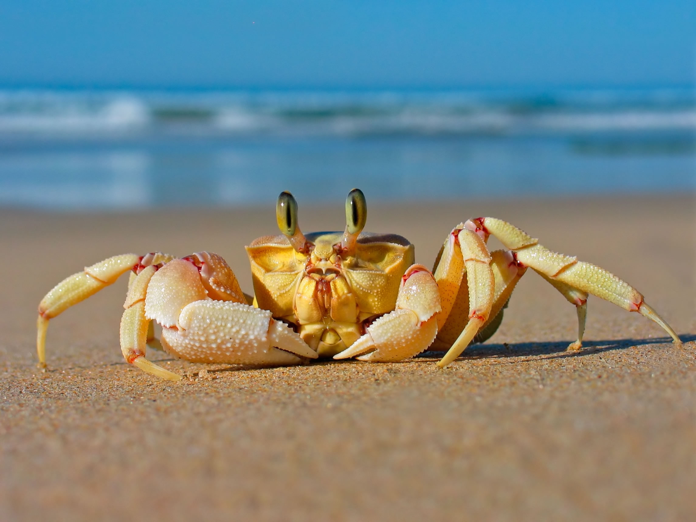Animal Crab 2290x1718