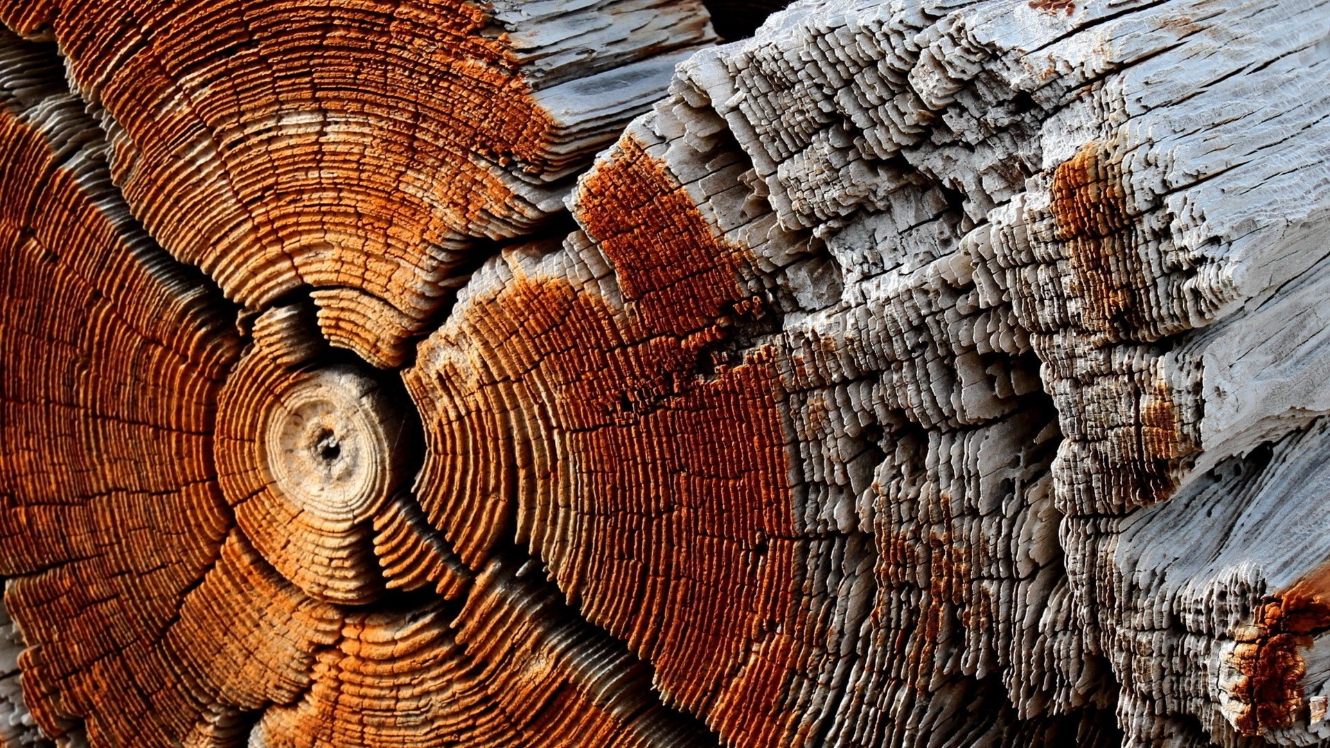 Nature Wooden Surface Wood Texture Pattern Trees Circle Dry Dead Trees 1920x1080
