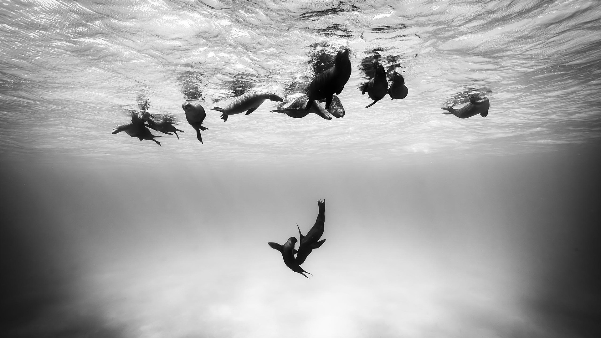 Seals Nature Animals Underwater Monochrome 1920x1080