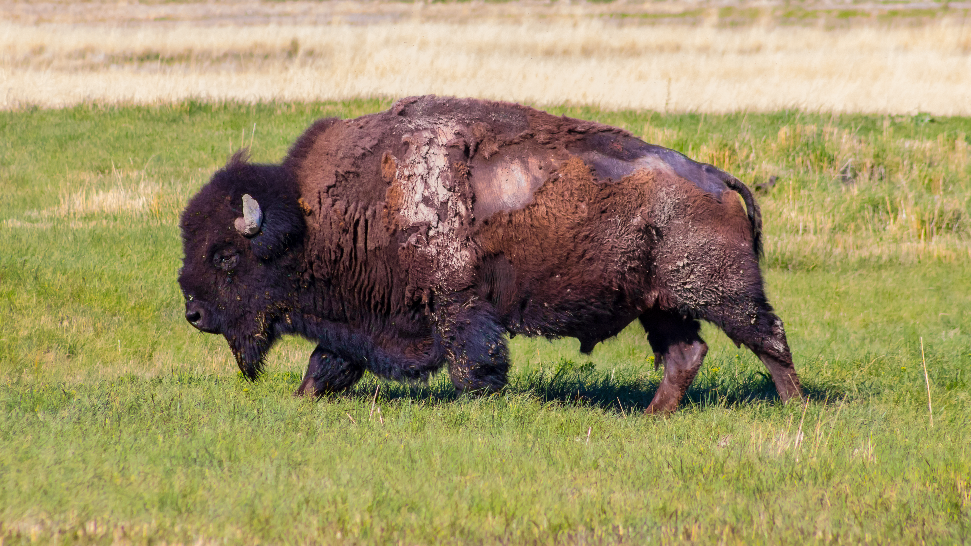 Antelope Island Bison Buffalo Field Grass 3840x2160