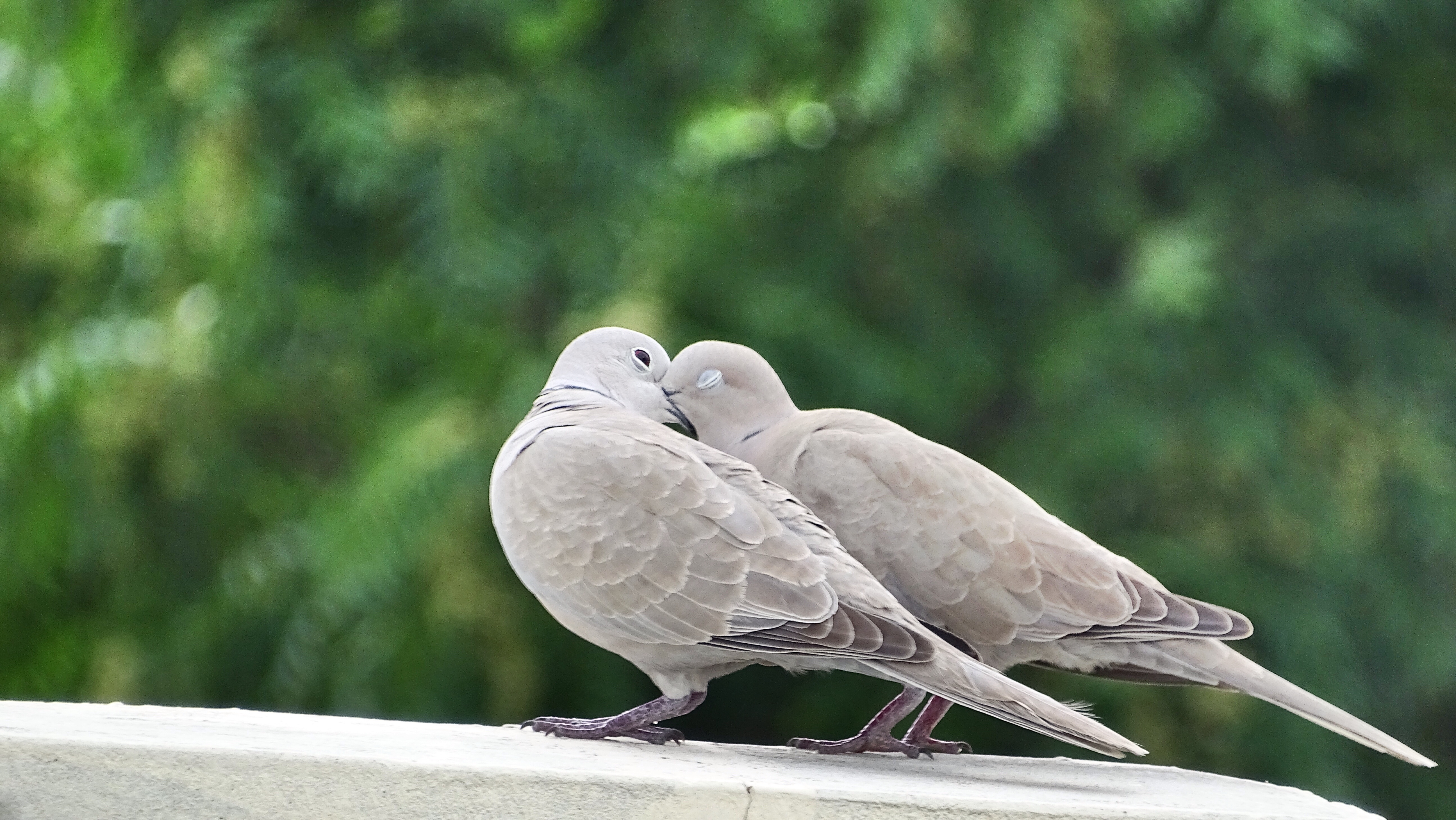 Dove Bird Love Bokeh 5184x2920