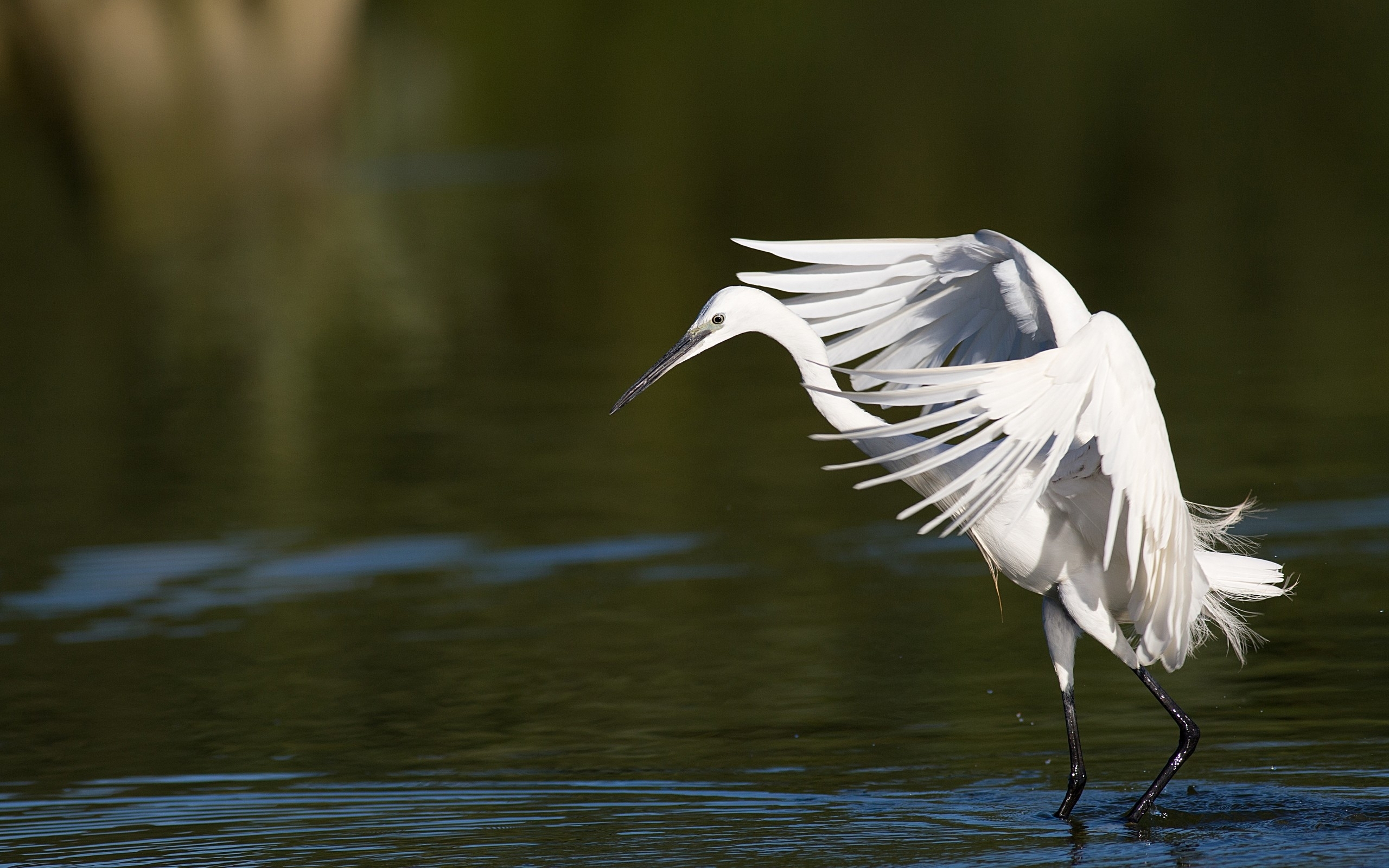 Egret 2560x1600