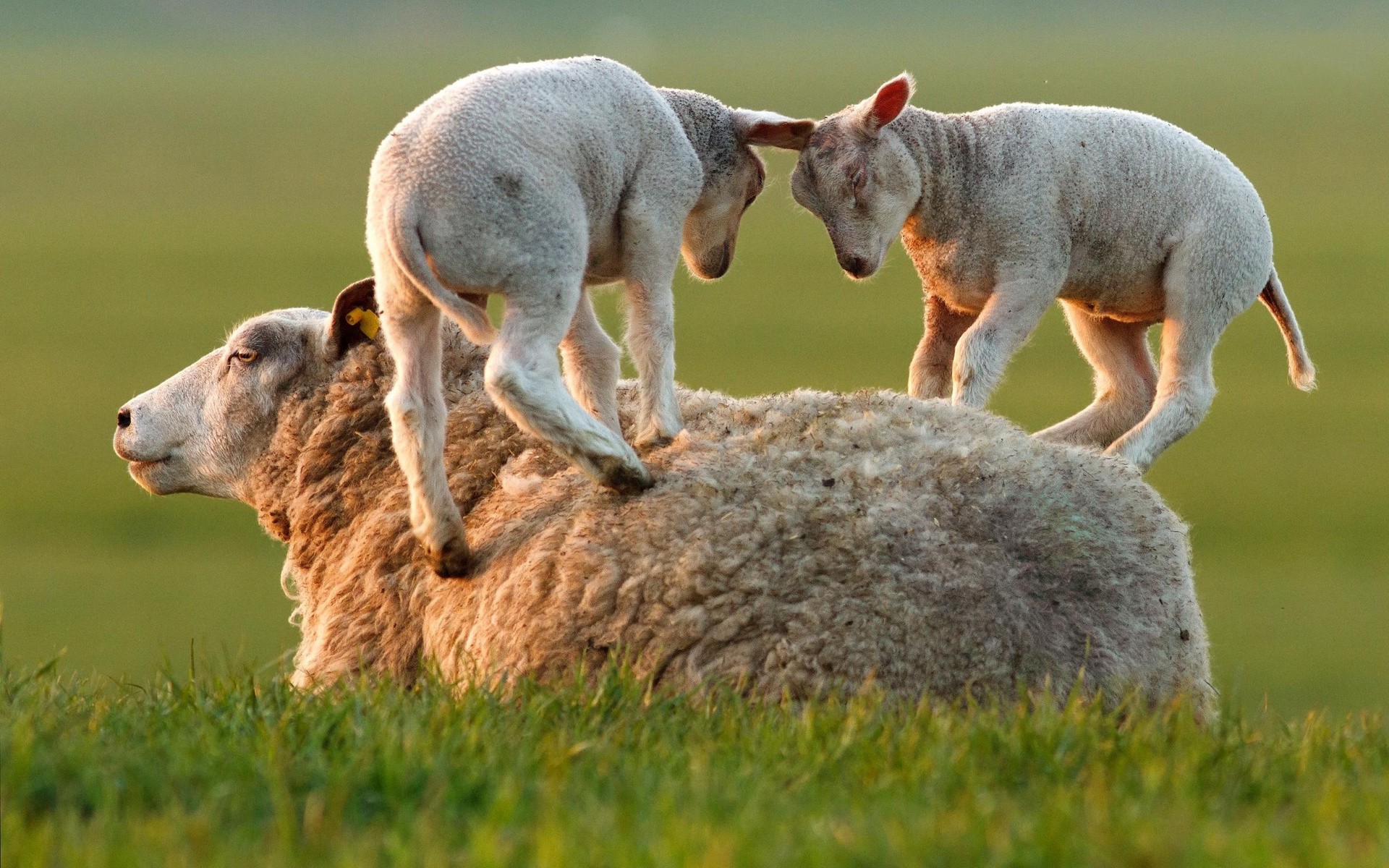 Sheep Lamb Animals Baby Animals Humor Grass 1920x1200