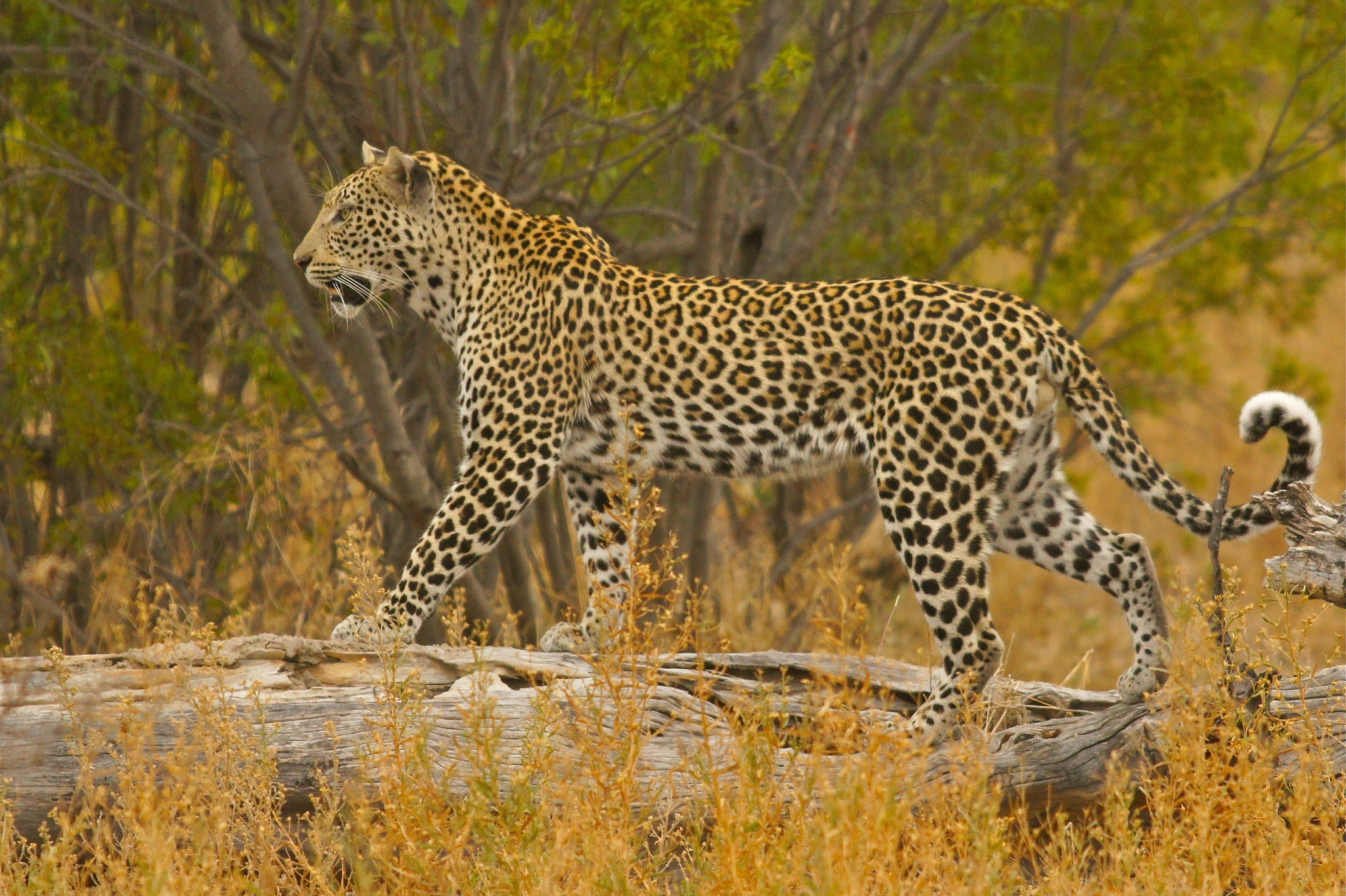 Leopard Savannah Bush Trunk 2048x1364