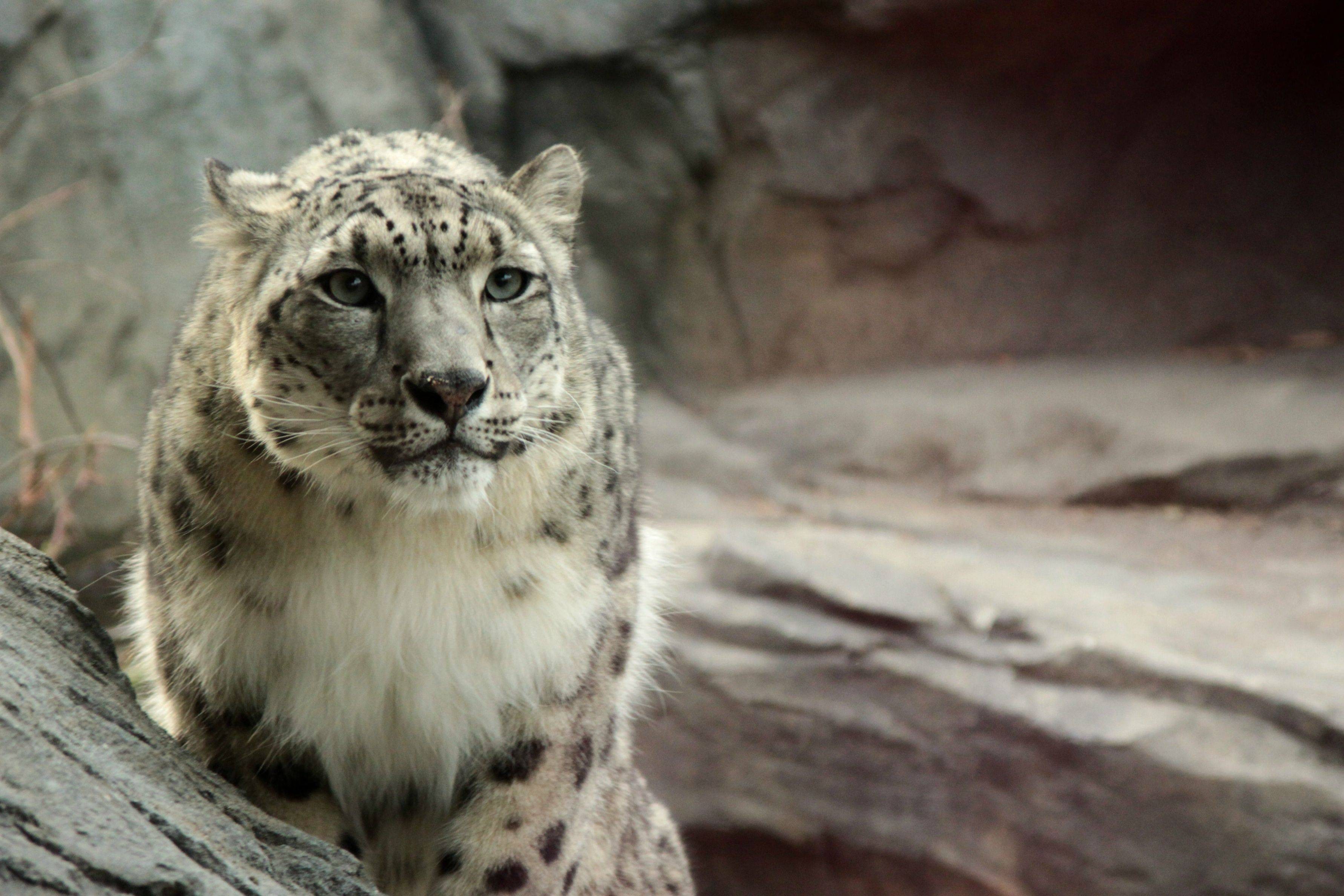 Animals Snow Leopards Leopard Animal 3564x2376