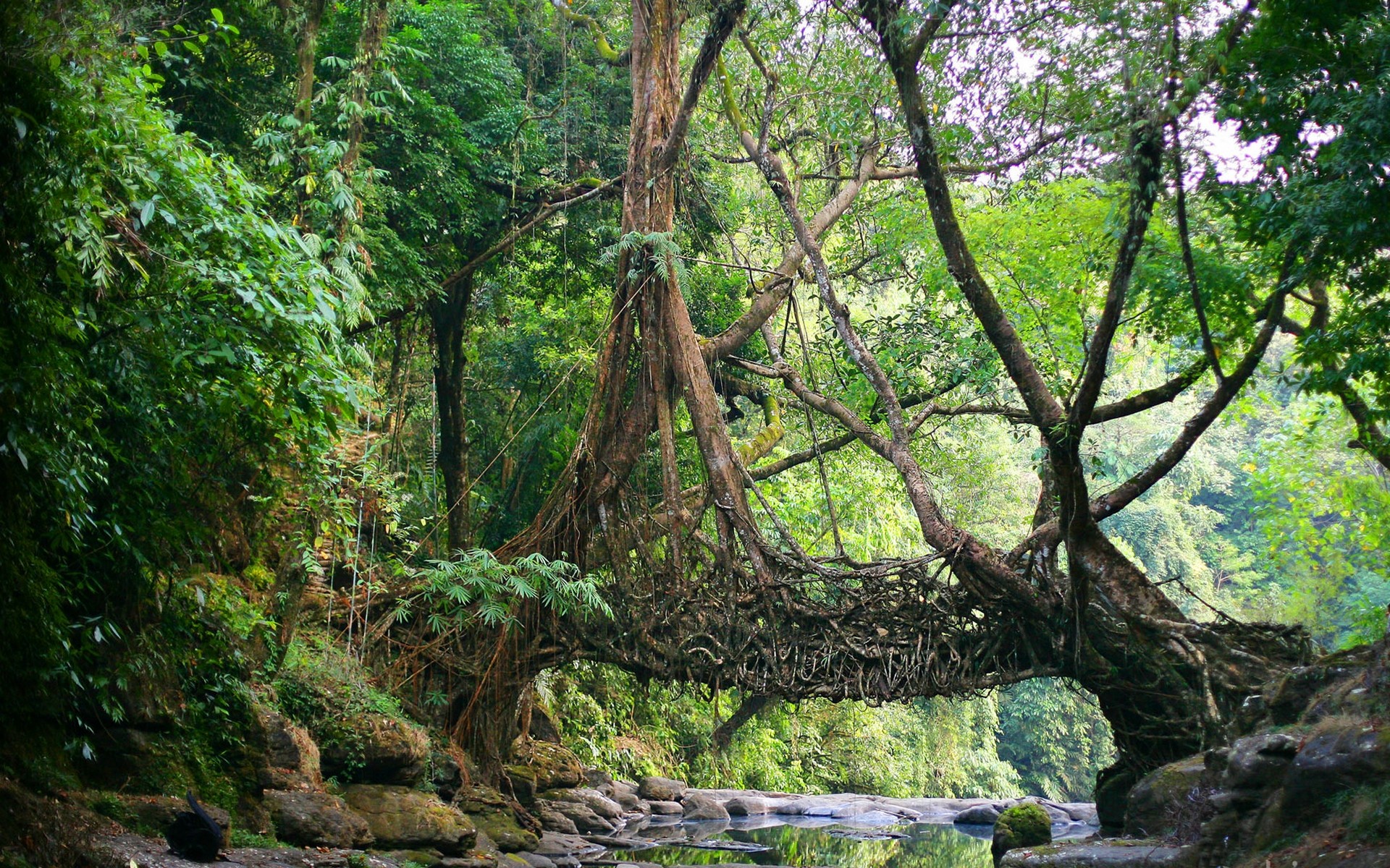 Nature India Bridge River Jungle Roots Trees Root 1920x1200