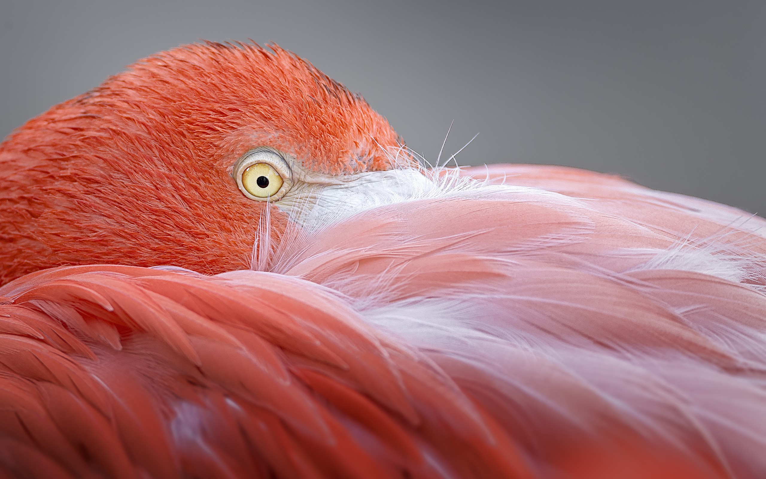 Flamingos Animals Birds Macro Eyes Feathers Wildlife 2560x1600