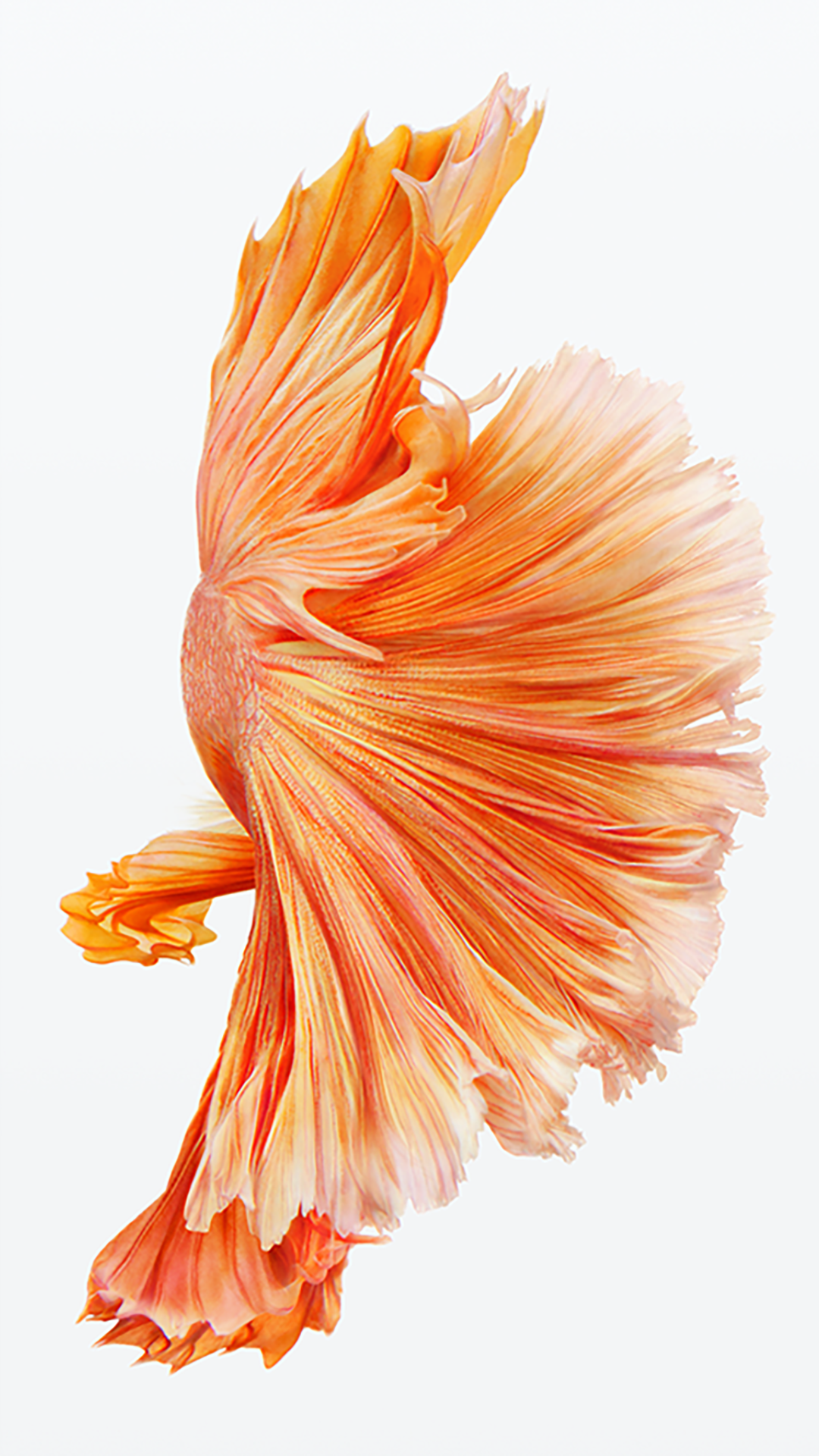 IOS Ipod IPad IPhone Siamese Fighting Fish Fish 1080x1920