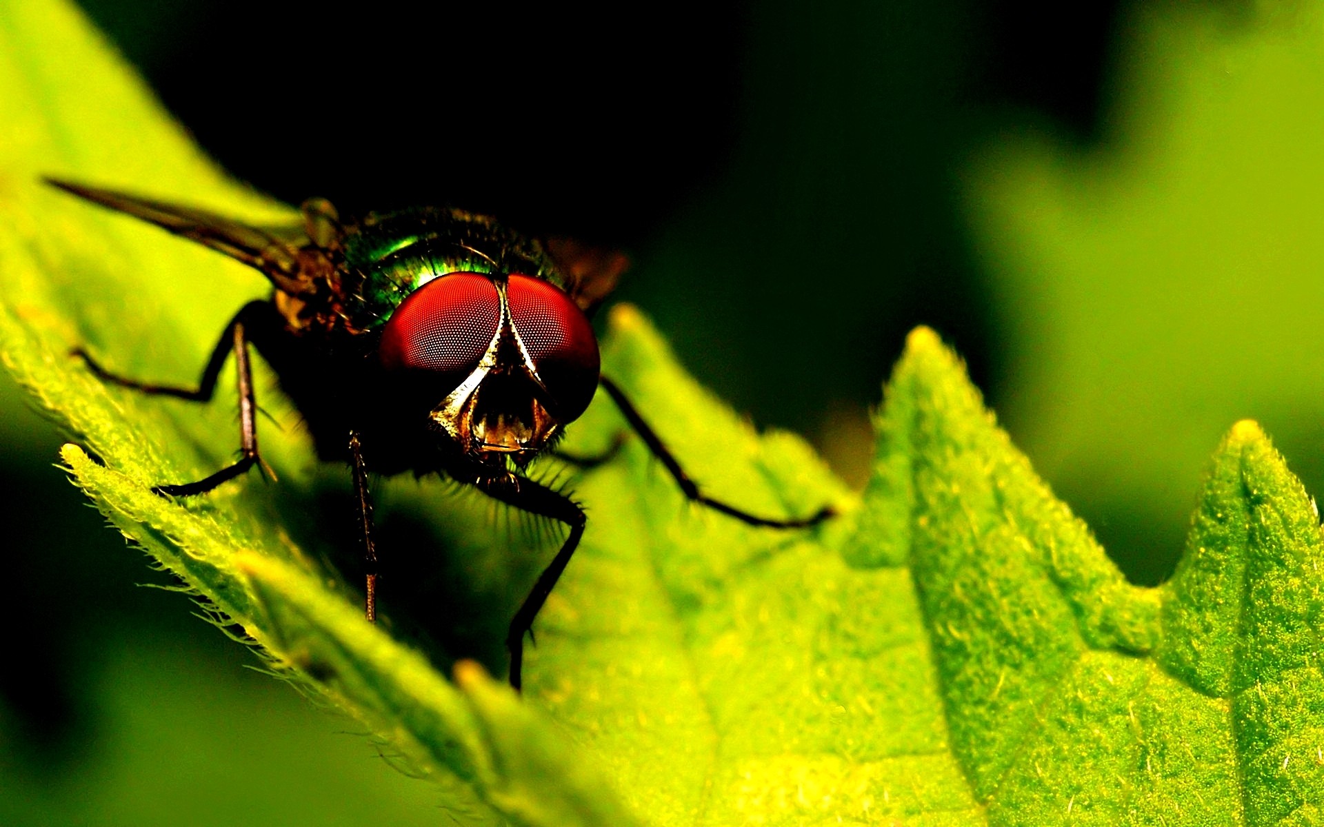 Macro Insect Animals Flies 1920x1200