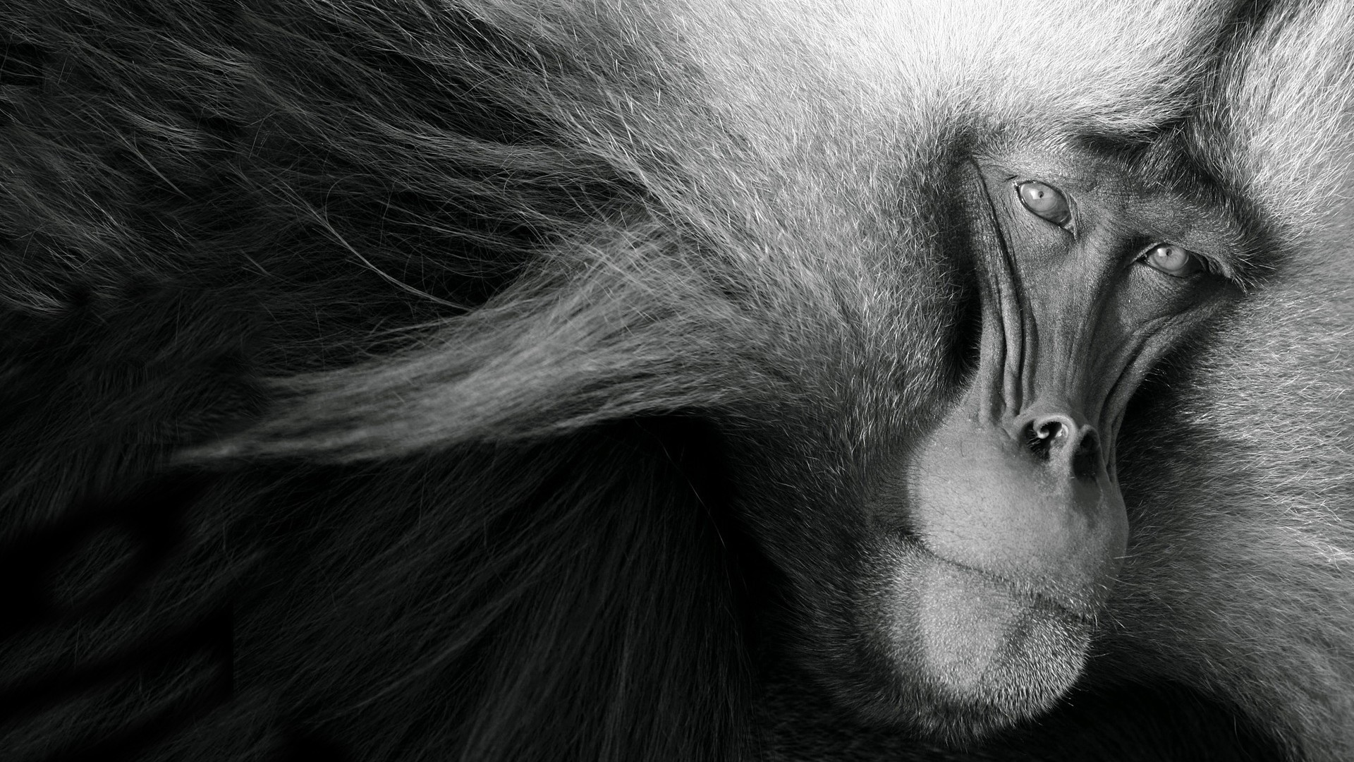 Nature Animals Monochrome Monkey Muzzles Fur Looking At Viewer 1920x1080