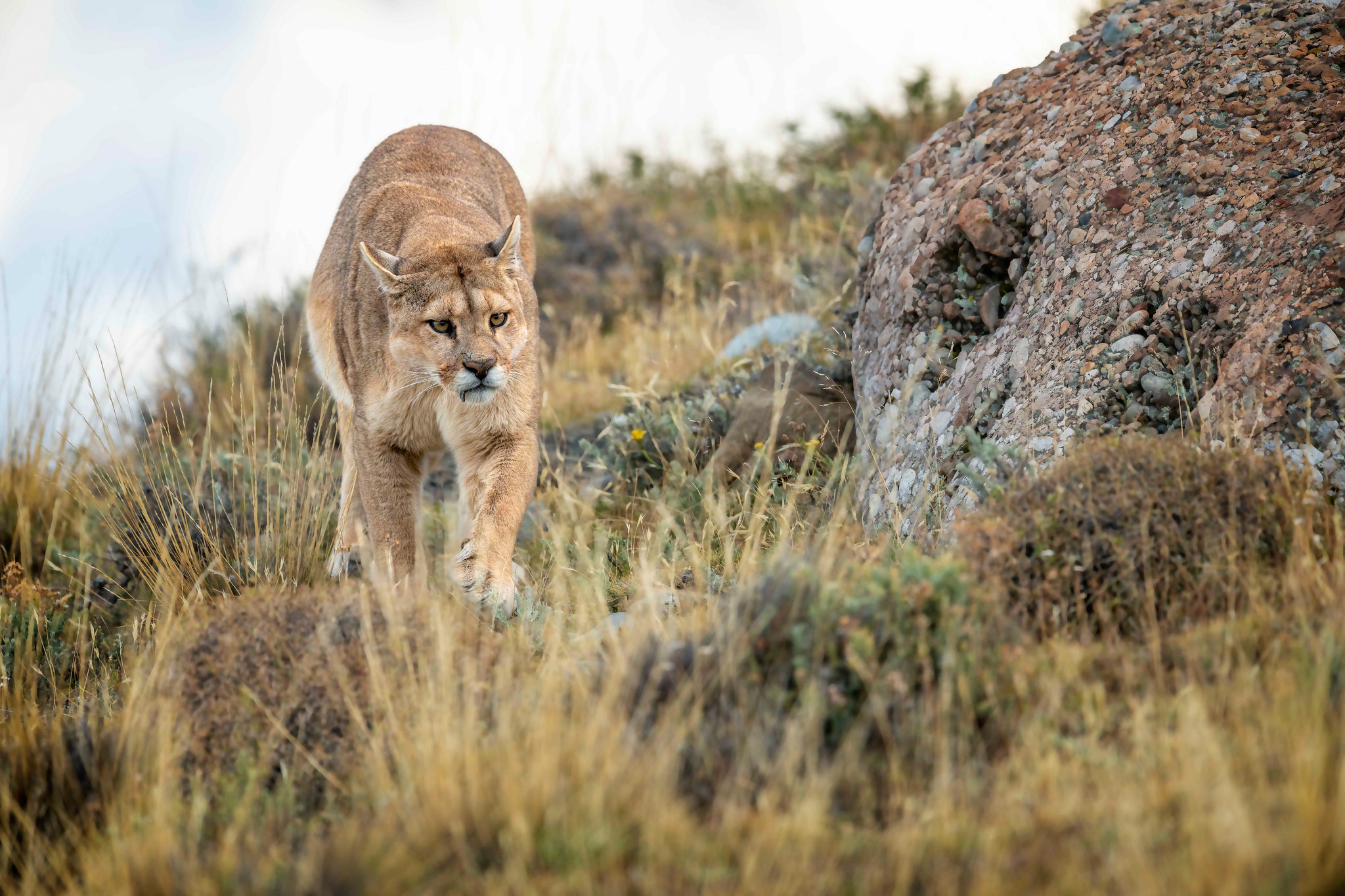 Big Cats Animals Pumas Cougars 2048x1365