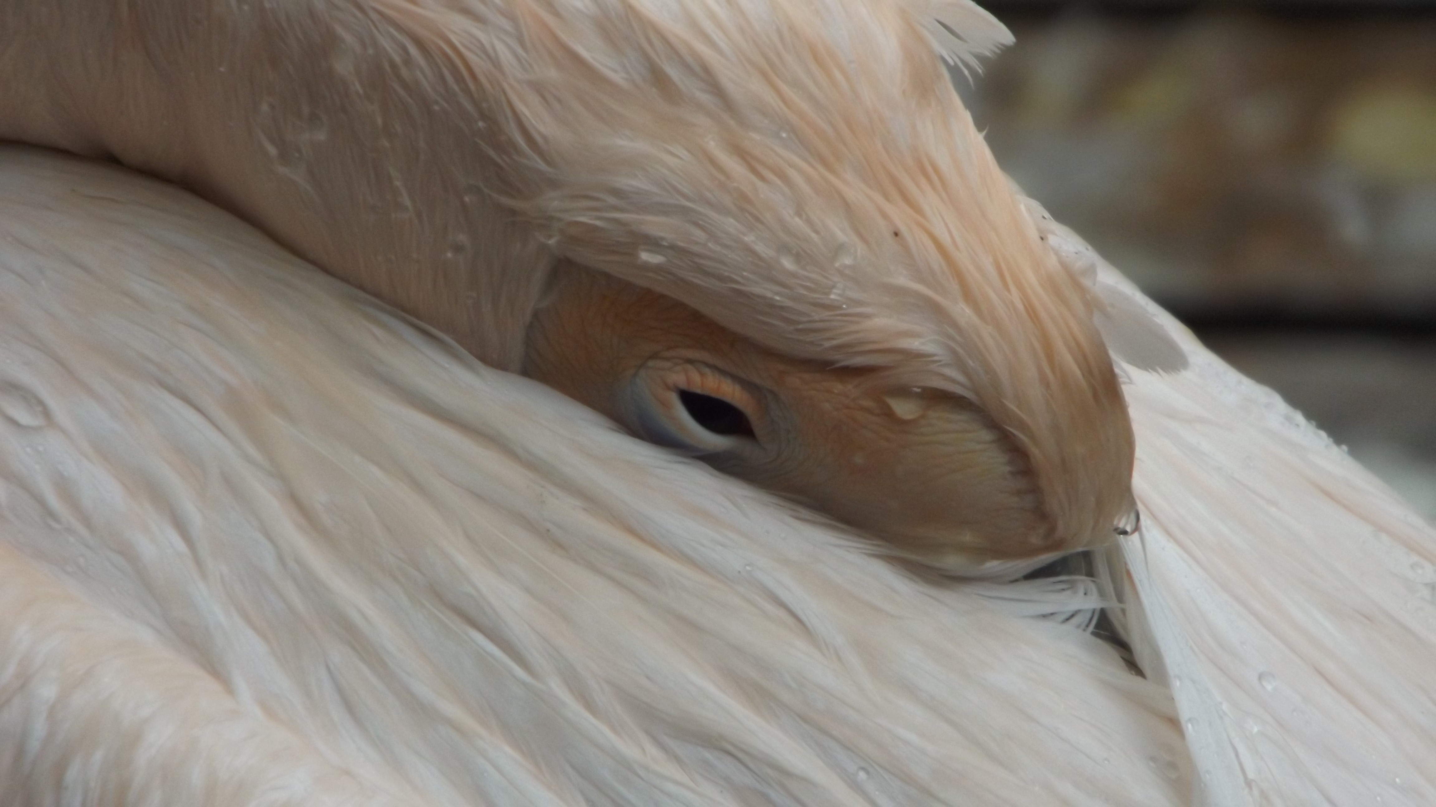 Wildlife Eyes Pelicans Animals 4608x2592