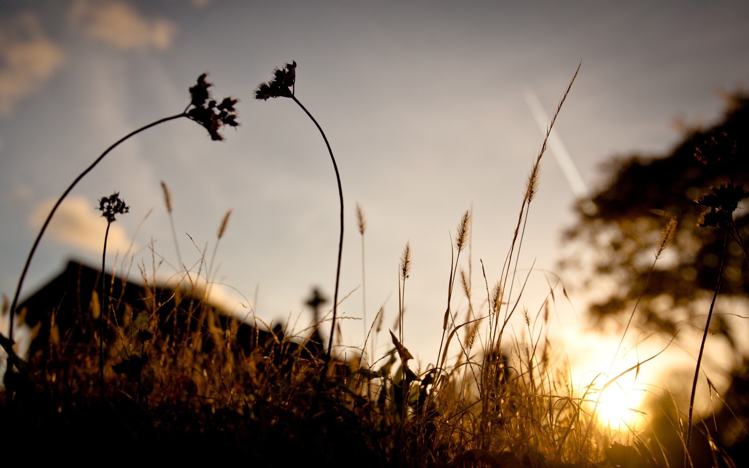 Sunlight Nature Spikelets Silhouette Photography Landscape Macro Plants Sunset Trees 2560x1600