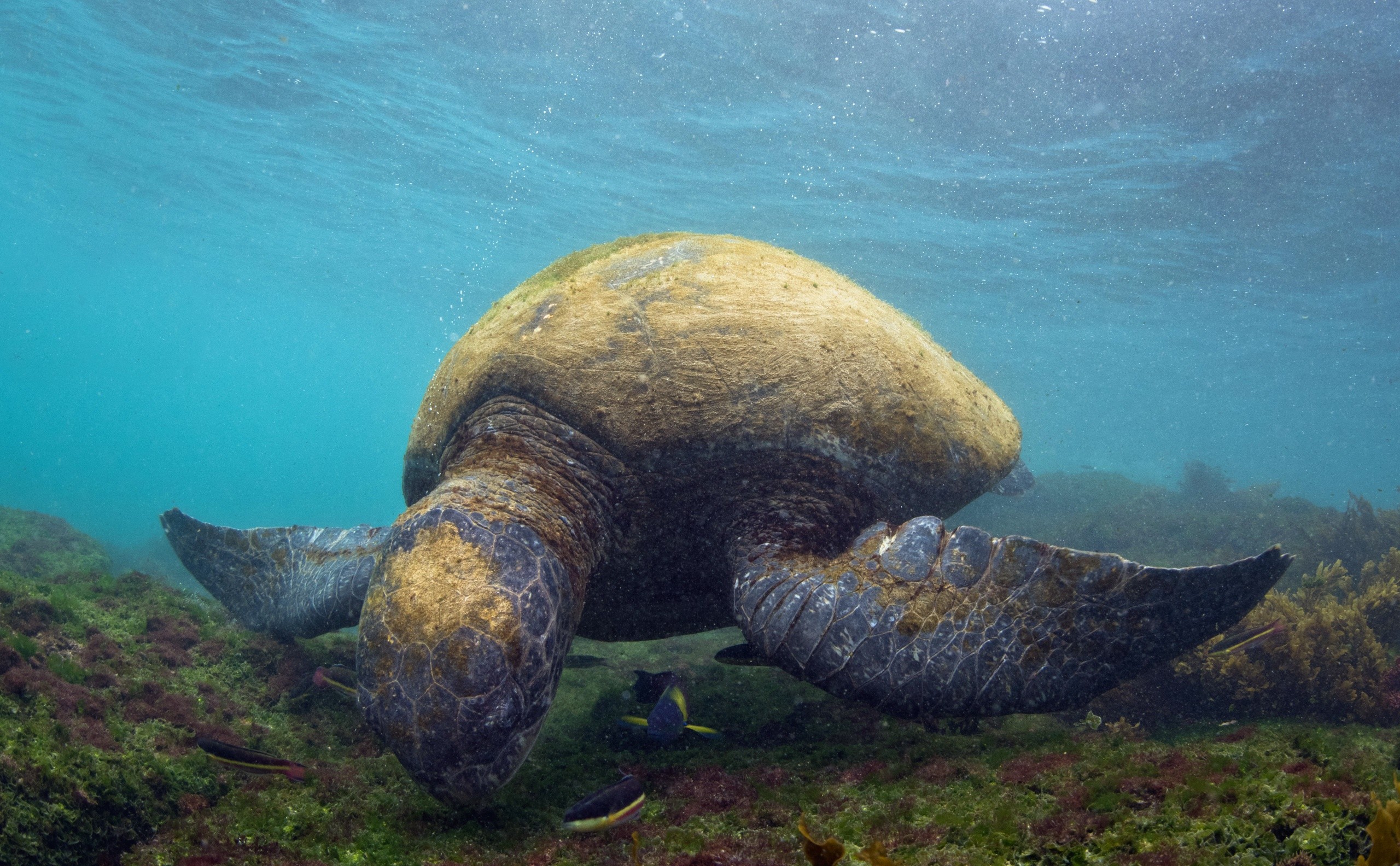 Animals Sea Turtle Underwater Islas Galapagos 2560x1584