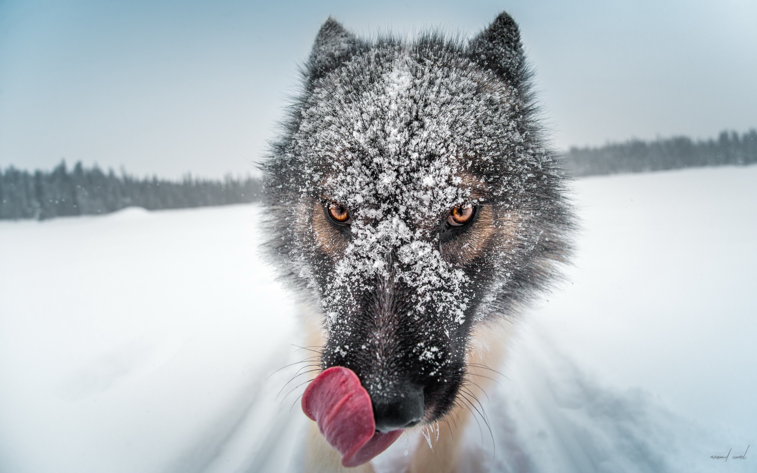 Closeup Nature Snow Winter Depth Of Field Muzzles Tongues Animals Wolf 2560x1600