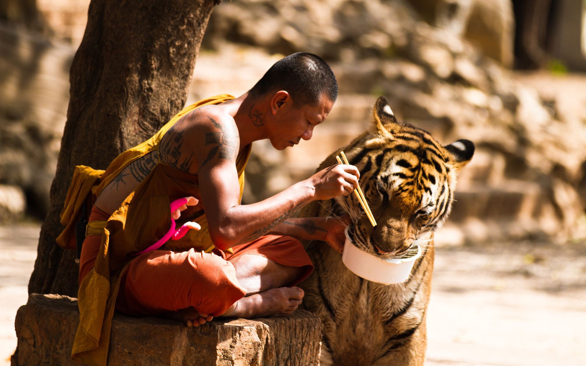 Tiger Monks Buddhism Animals 1920x1200