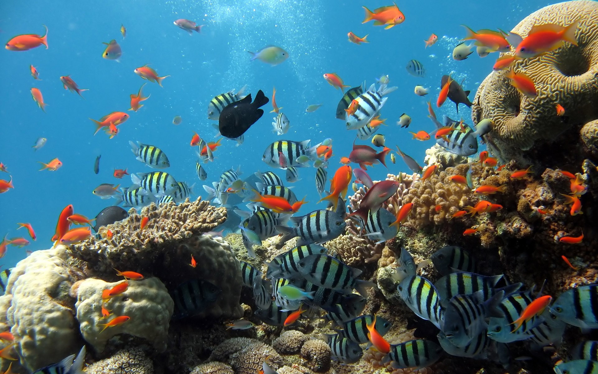 Tropical Fish Animals Underwater Fish Sea Life Coral Nature 1920x1200