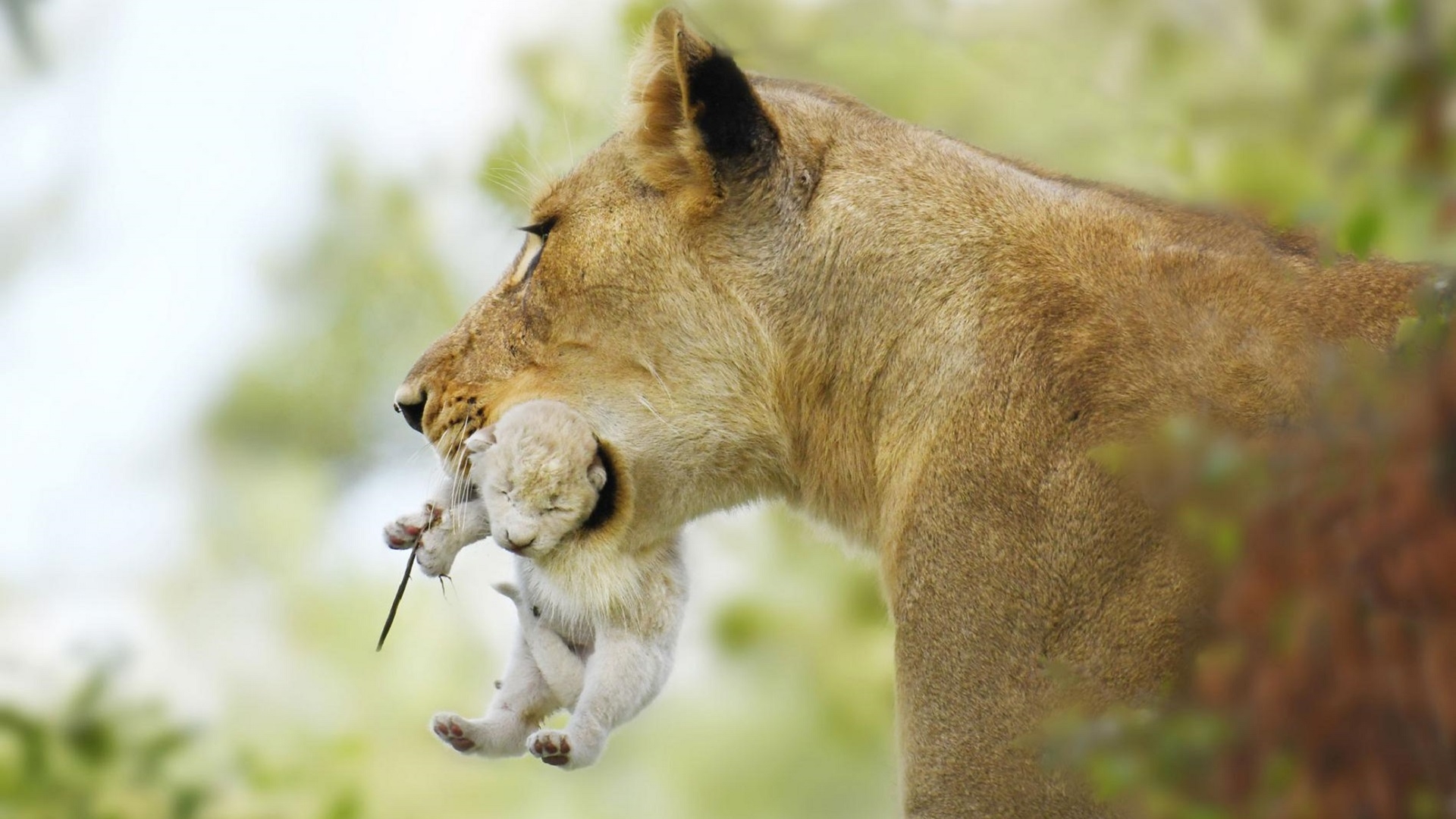 Nature Animals Lion Baby Animals Wildlife Big Cats Depth Of Field Cubs 1920x1080