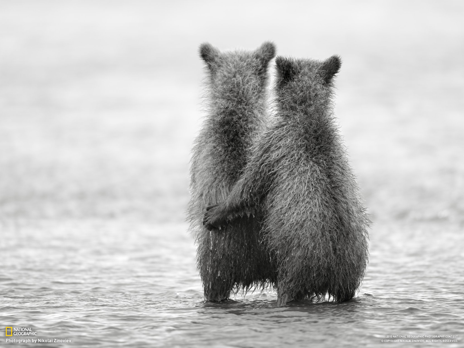 Nature Bears Friendship Baby Animals Monochrome National Geographic 1600x1200