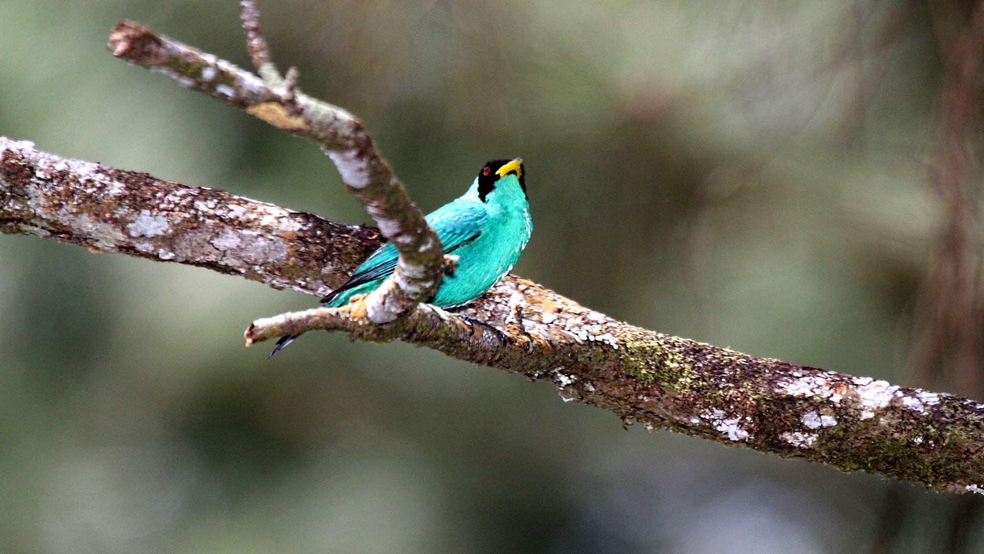 Animal Honeycreeper 1920x1080