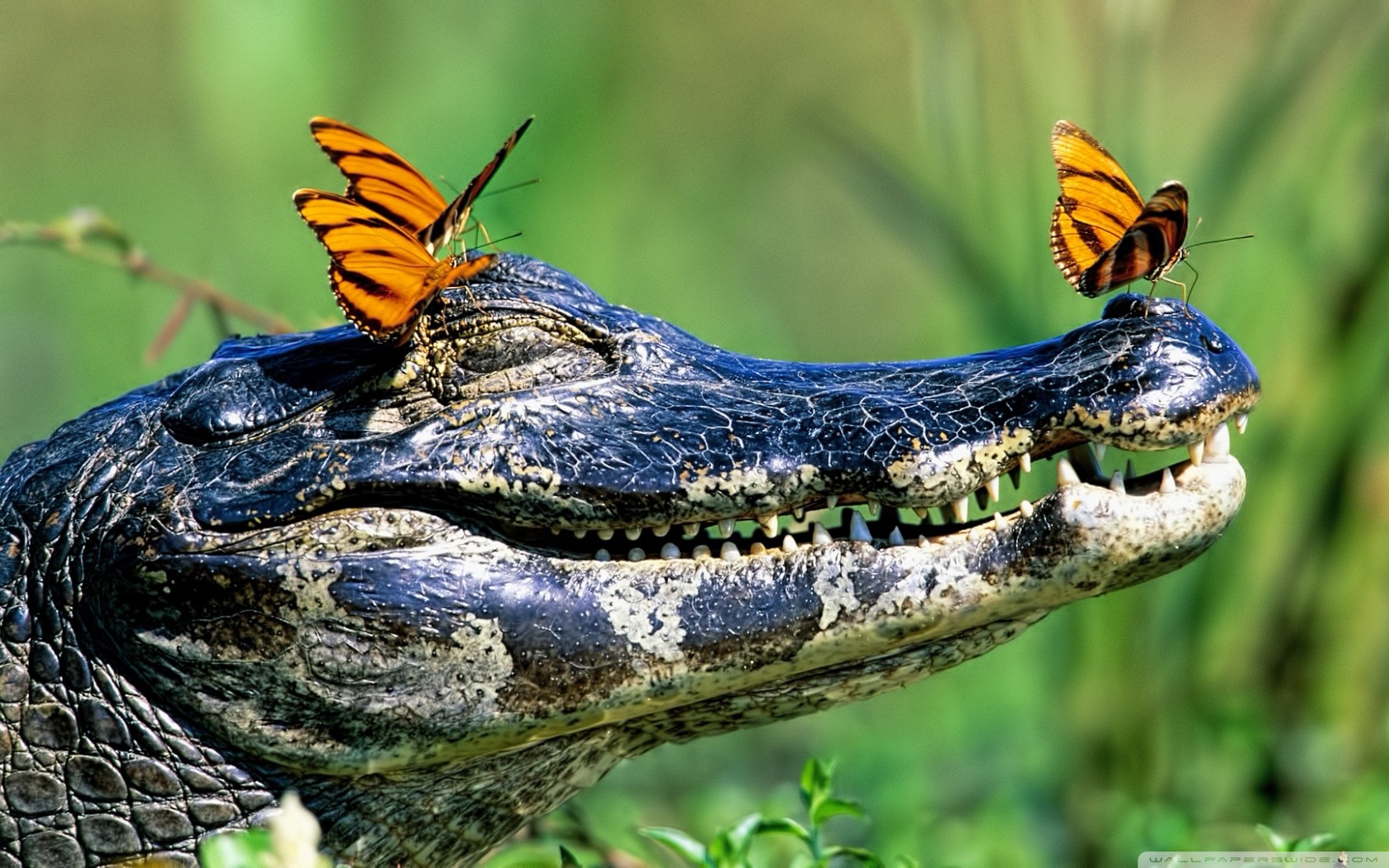 Butterfly Smiling Reptiles Happy Face Animals 1680x1050