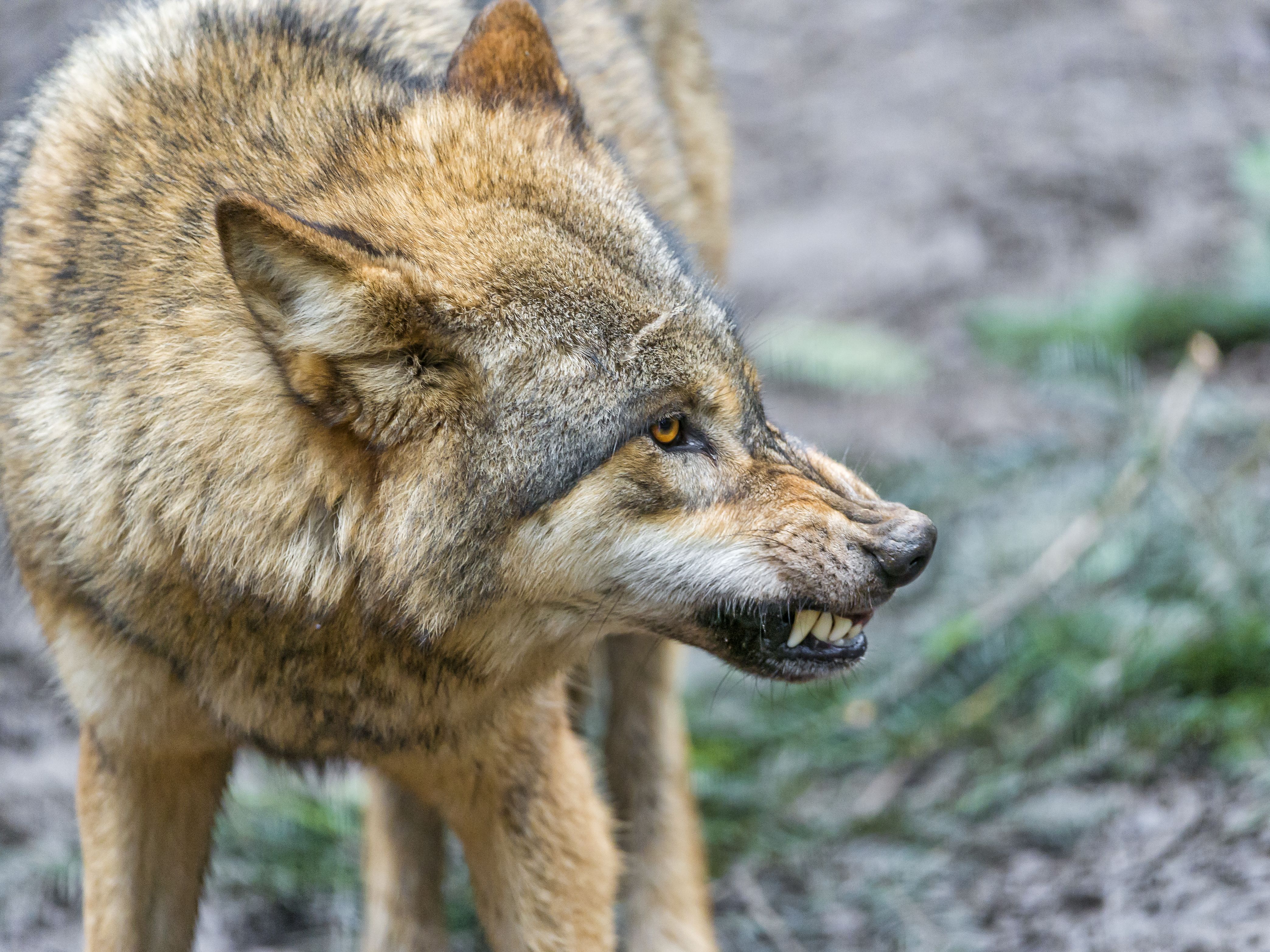Wolf Snarl Wildlife 4175x3131