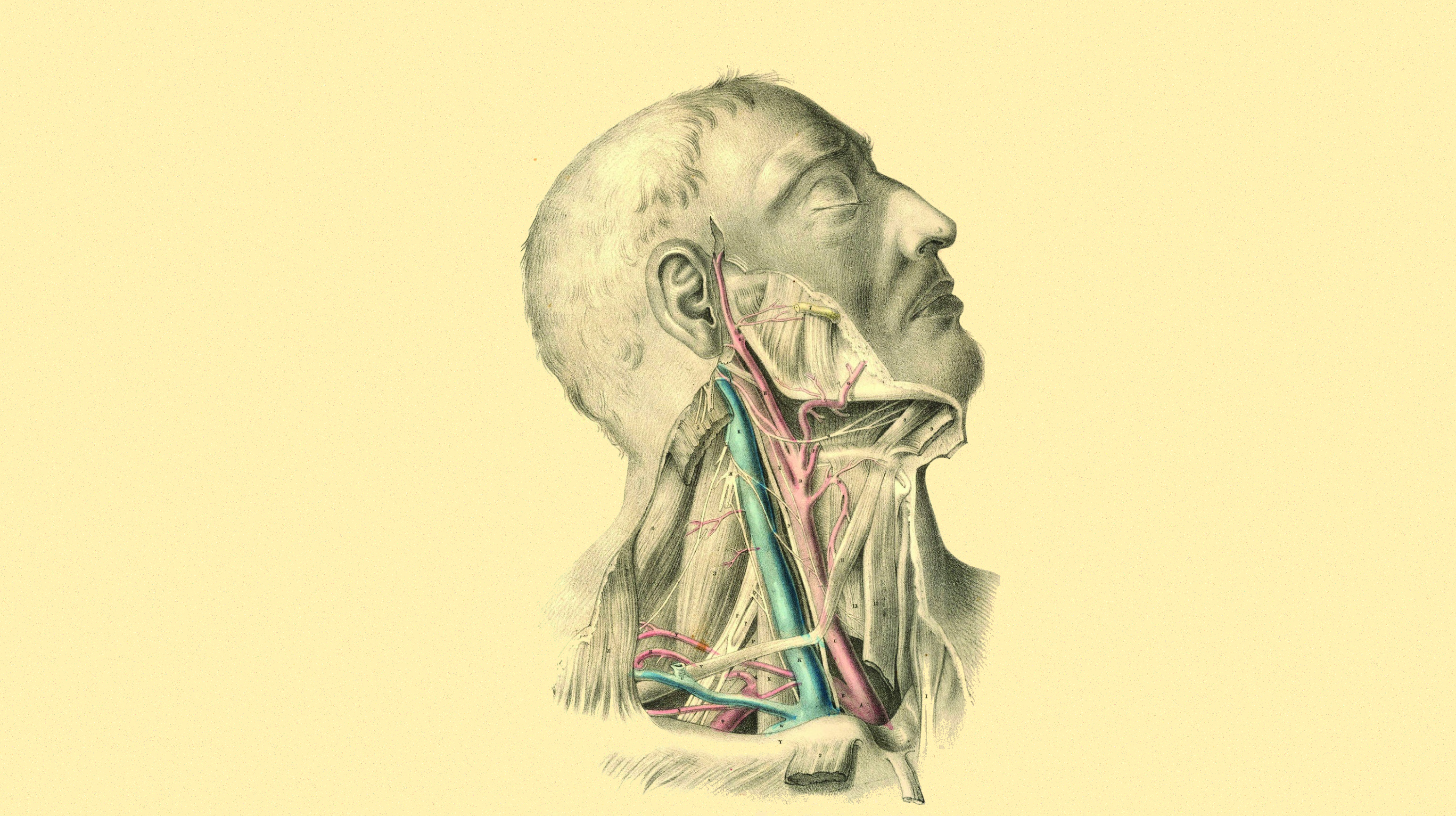 Anatomy Face Necks Veins Muscles Medicine Beige 3089x1732