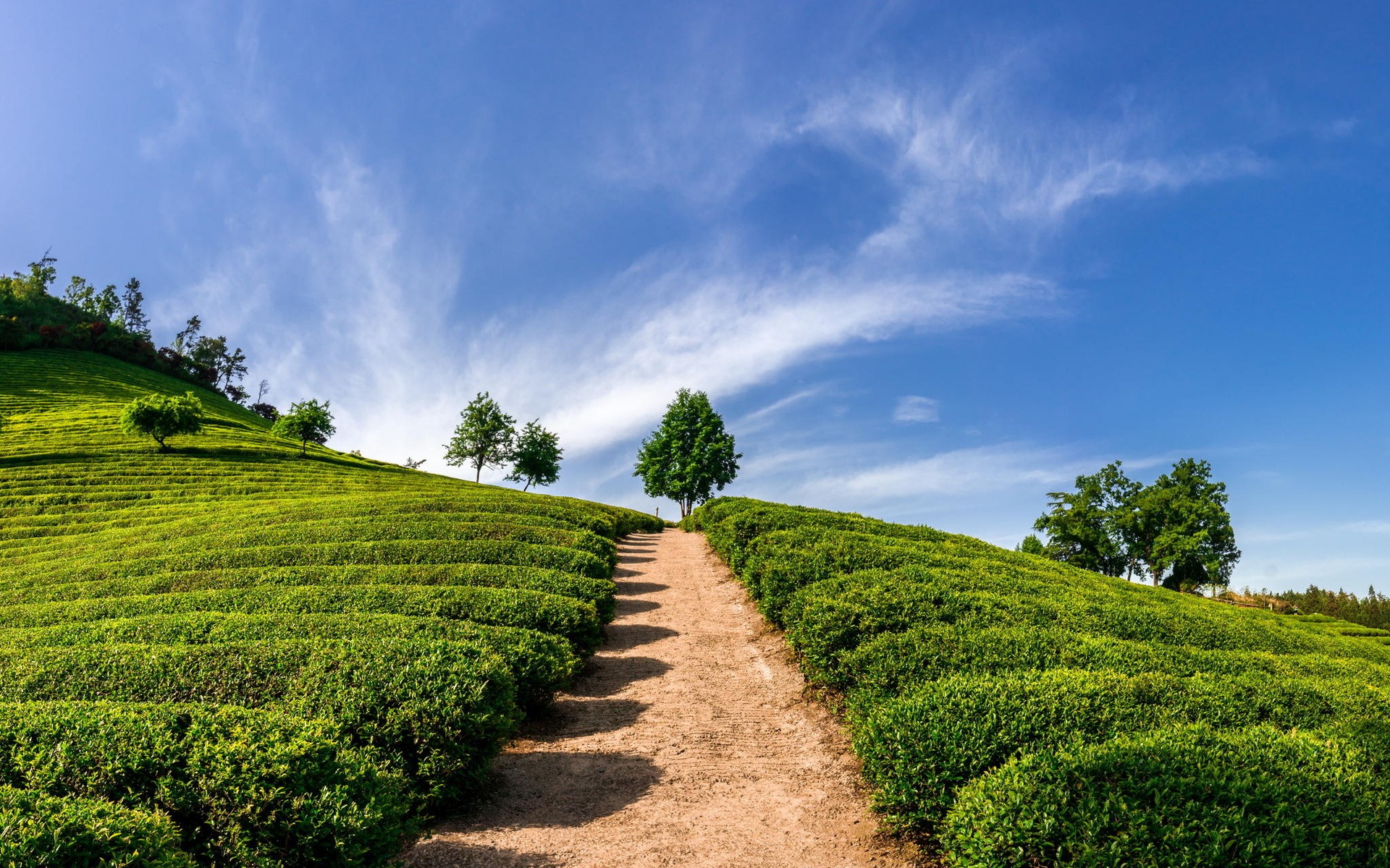 Nature Landscape Plants Tea Plant Dirt Road Hill 1920x1200