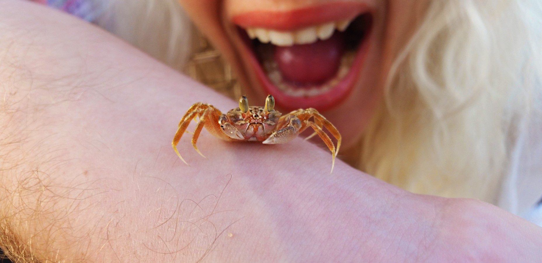 Crabs Biting Screaming 1856x901