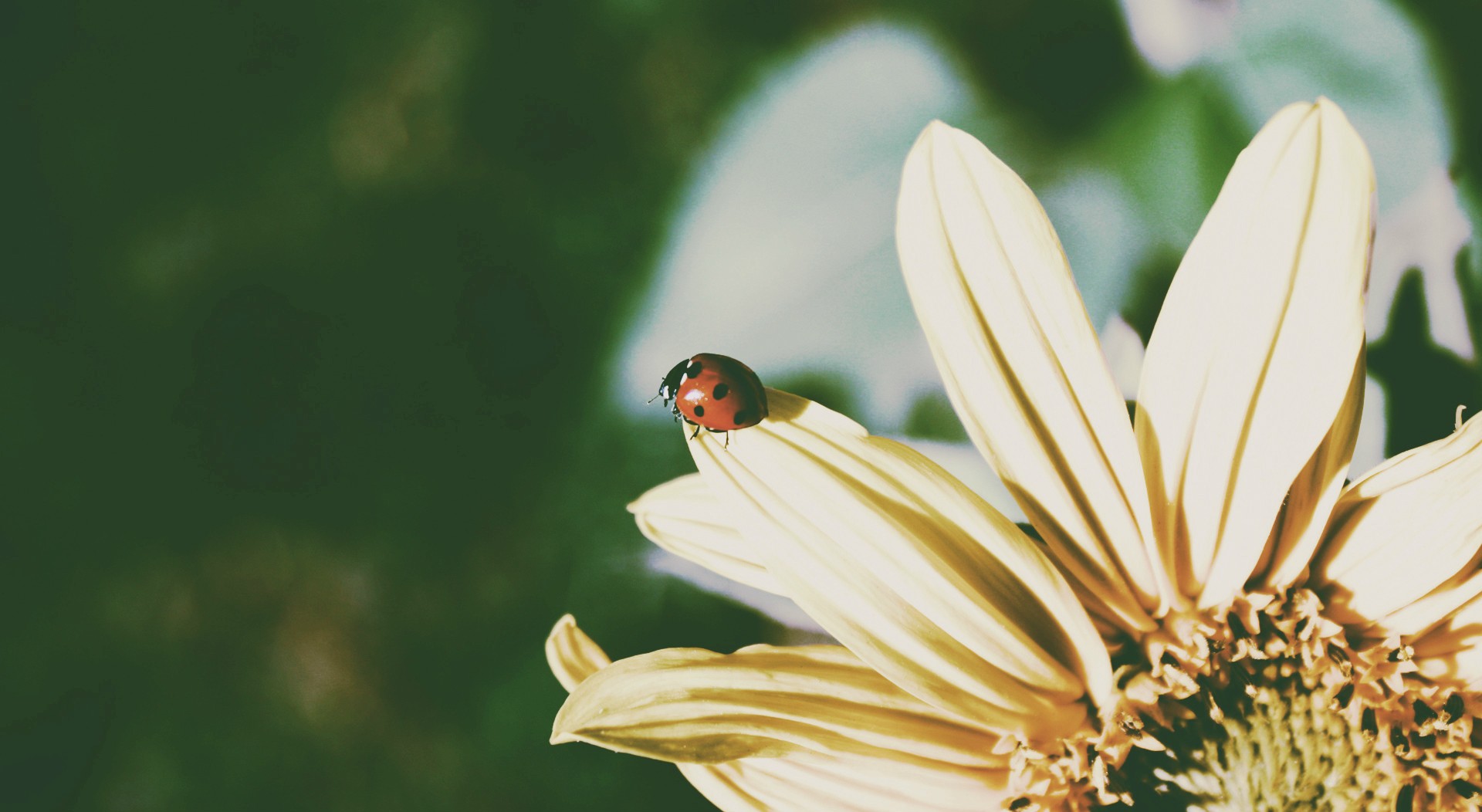 Insect Ladybugs Animals 1920x1052