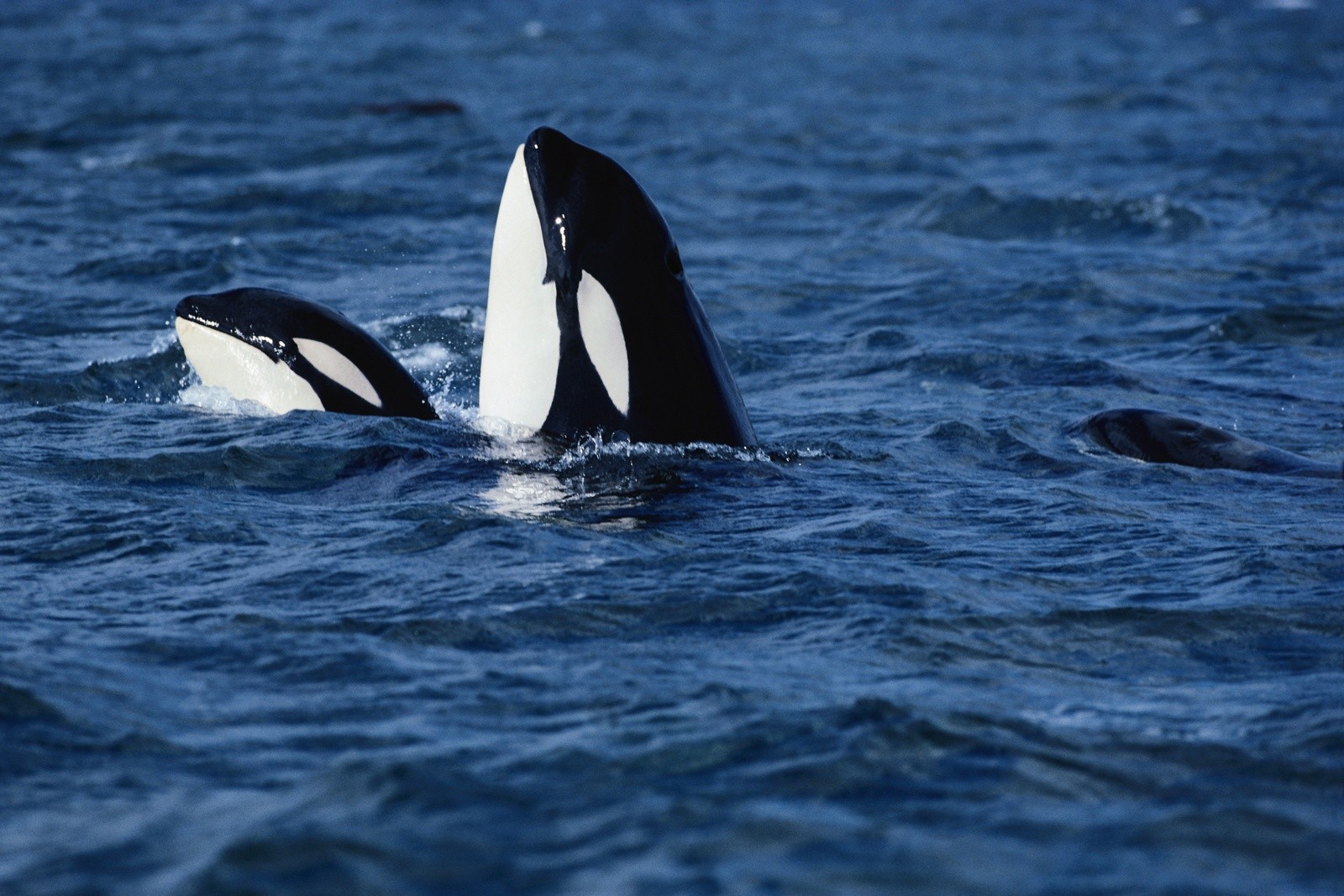 Orca Animals Whale 1600x1067