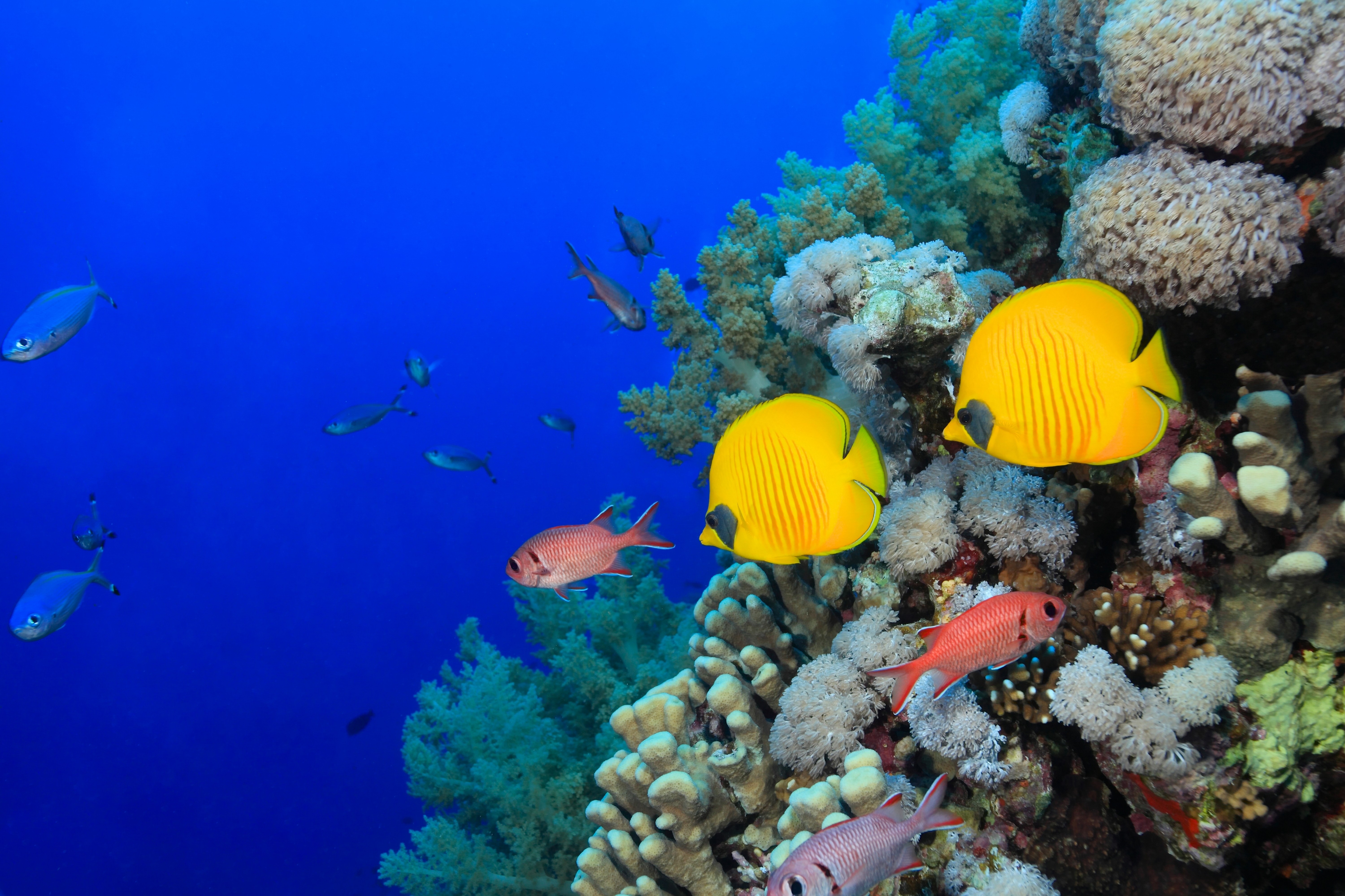 Animals Fish Underwater Tropical Fish Coral 6000x4000