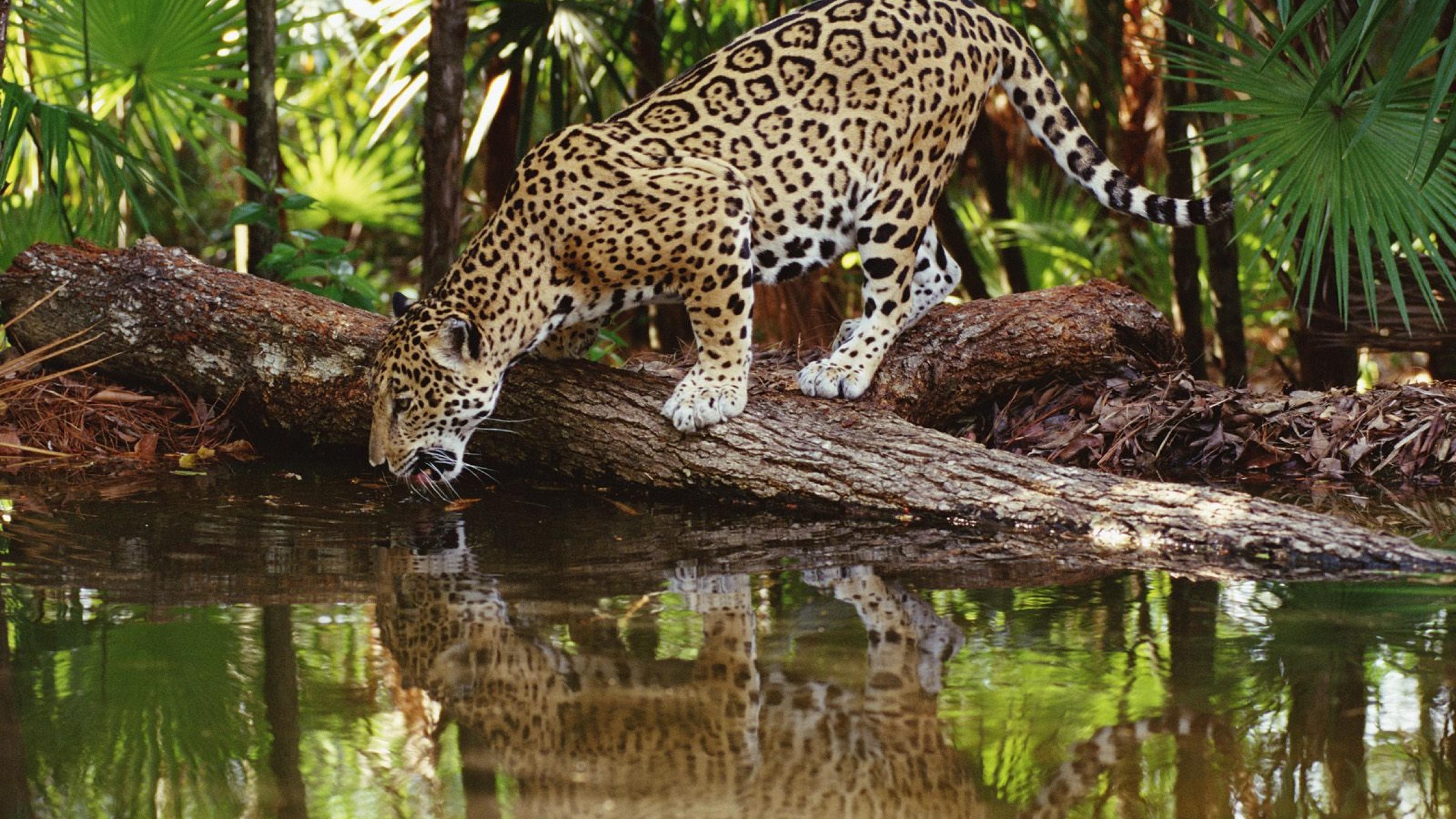 Animals Jaguars Reflection 3840x2160