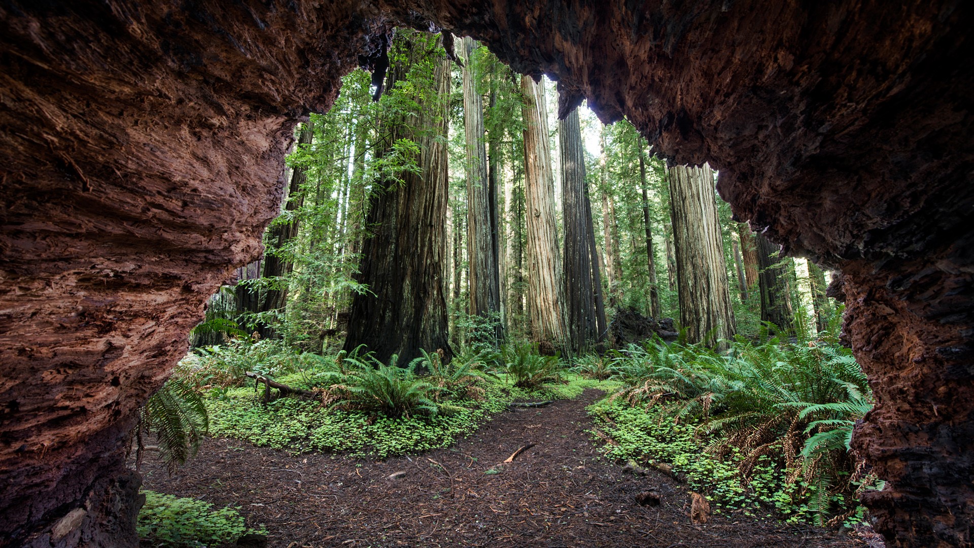 Nature Rock Cave Forest Plants Trees Redwood California USA 1920x1080