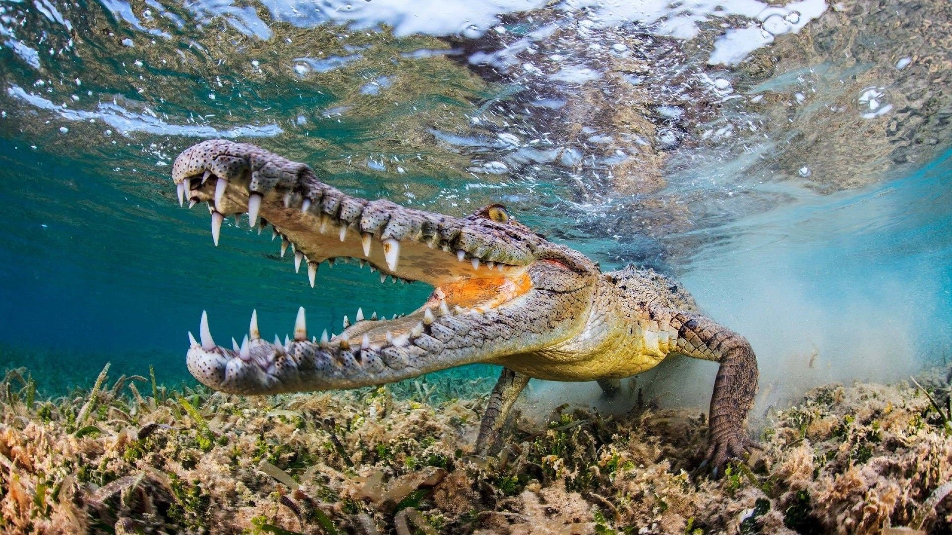 Nature Animals Muzzles Fangs Underwater Water Reptiles Wildlife Fisheye Lens Bubbles Turquoise 1920x1080