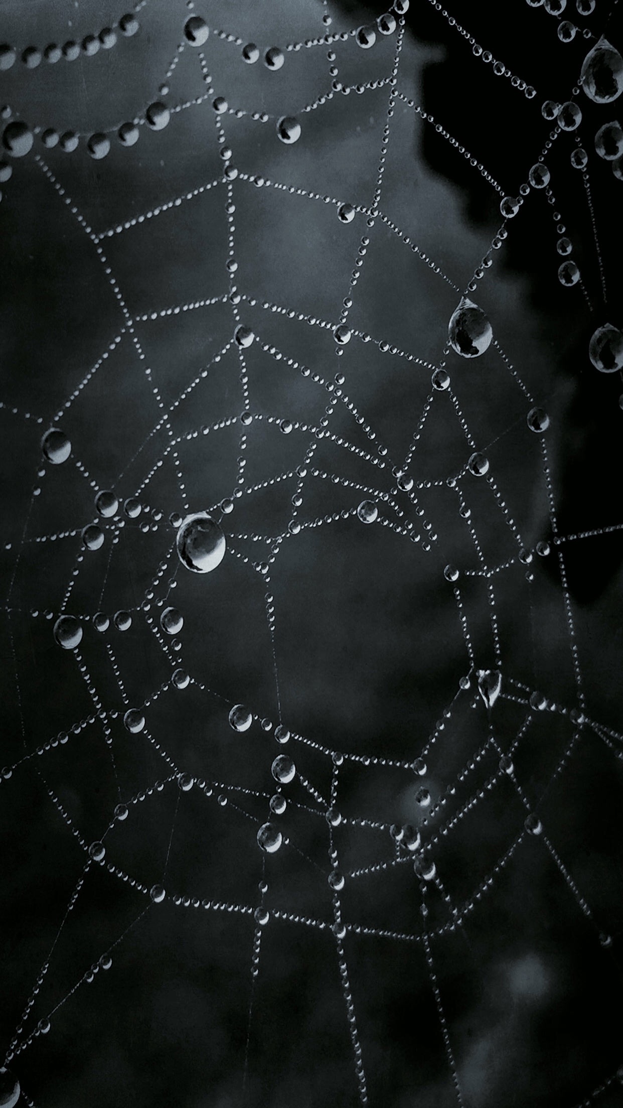 Portrait Display Vertical Landscape Spiderwebs Dark Water Drops Macro Spider Webs 1242x2208