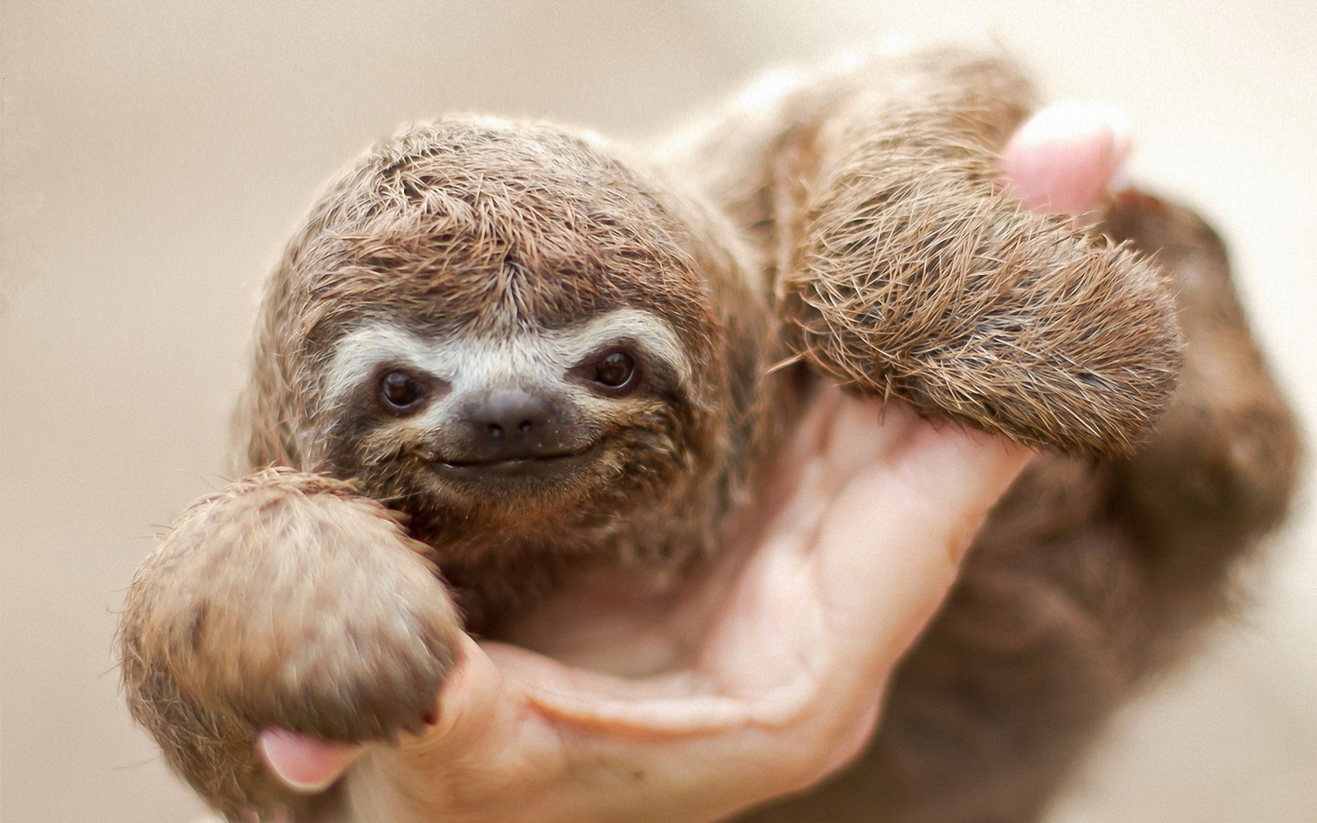 Animals Mammals Sloths 1920x1200